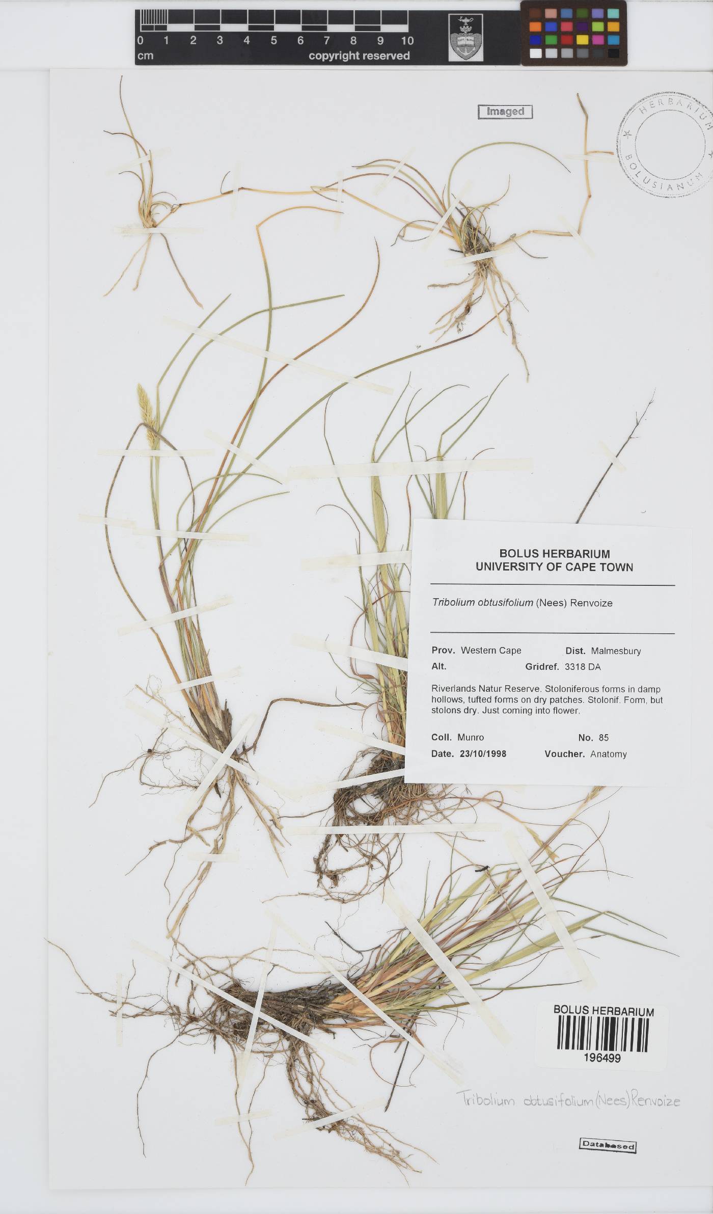 Tribolium obtusifolium image