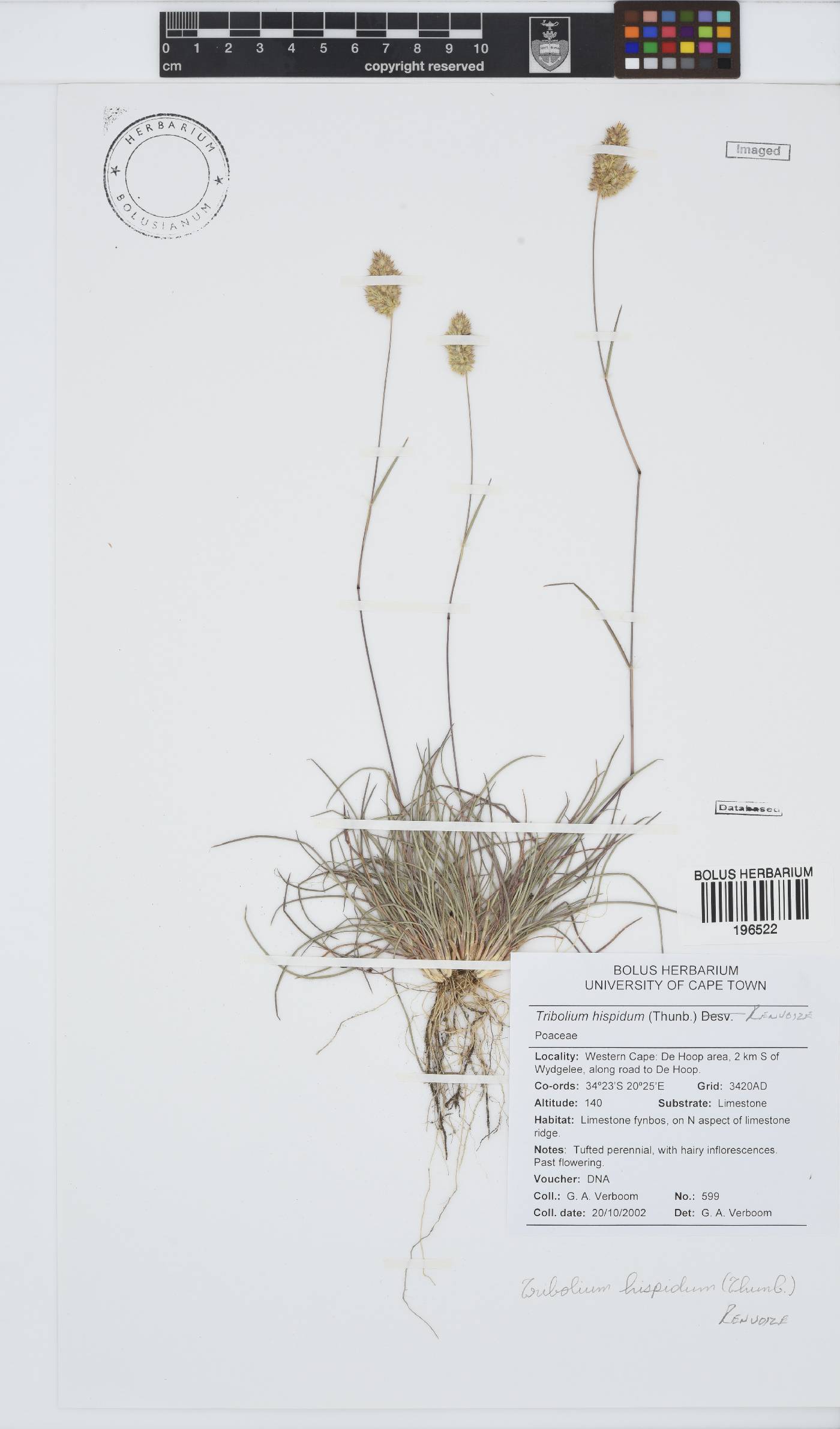 Tribolium hispidum image