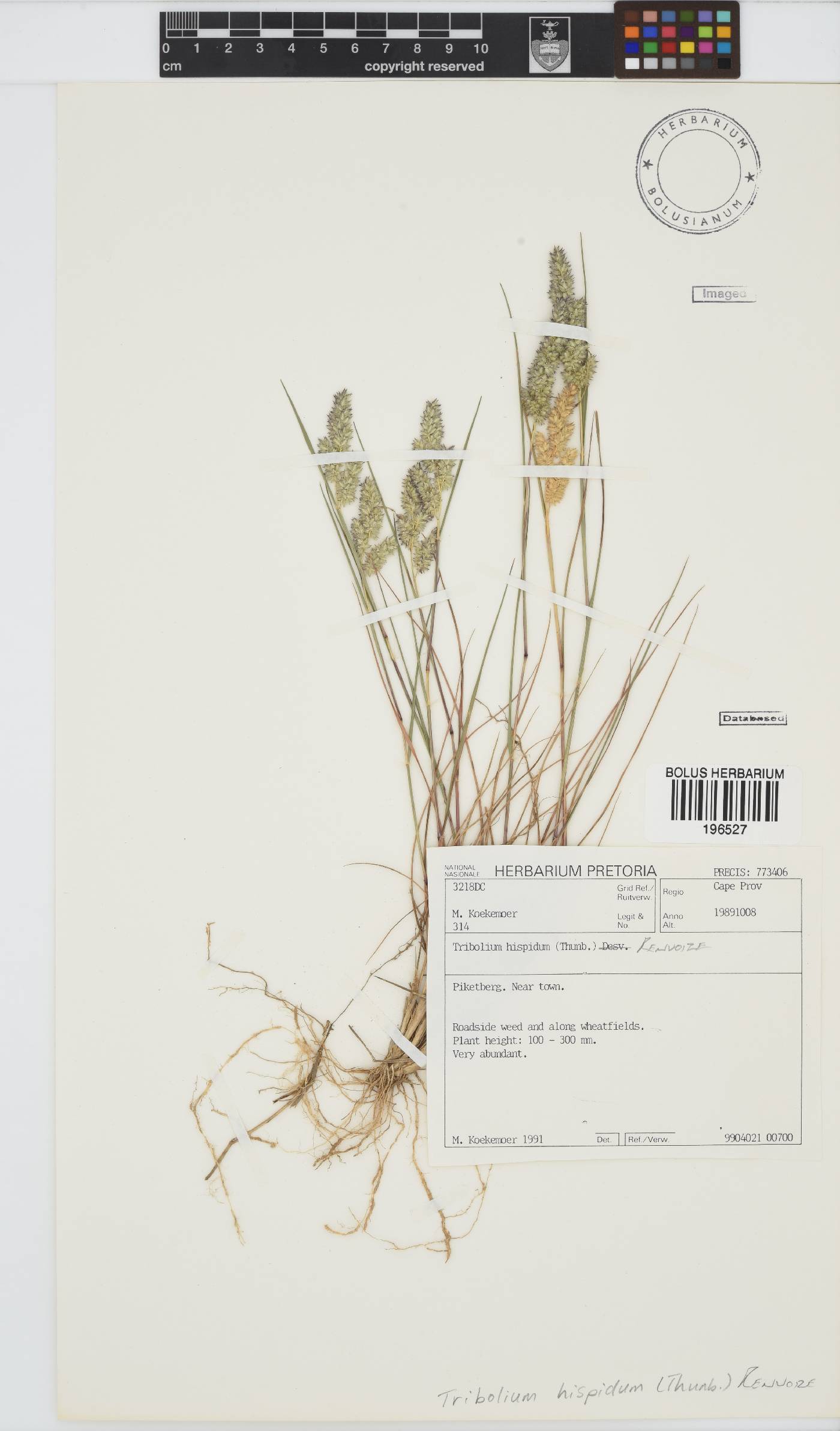 Tribolium hispidum image
