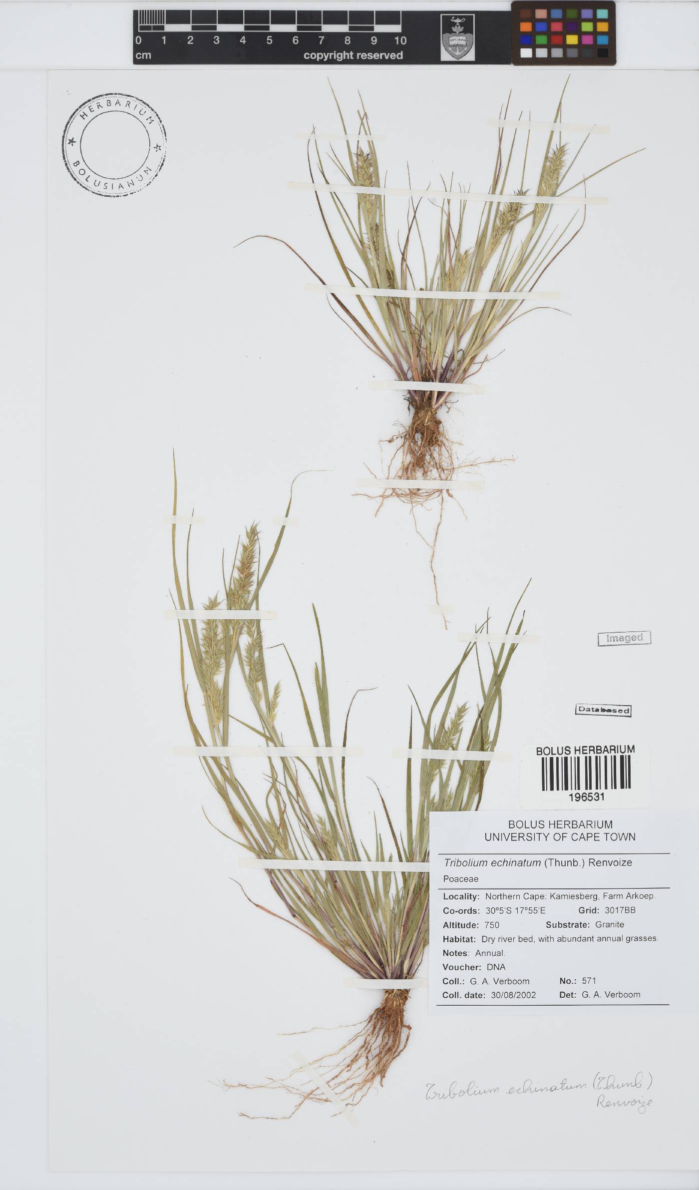 Tribolium echinatum image