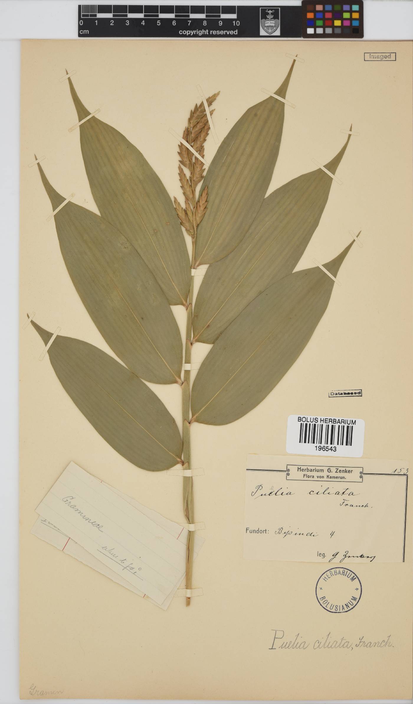 Puelia ciliata image