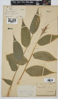 Olyra latifolia image