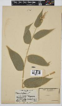 Olyra latifolia image