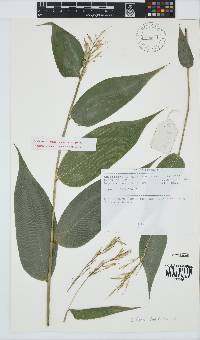 Olyra latifolia image