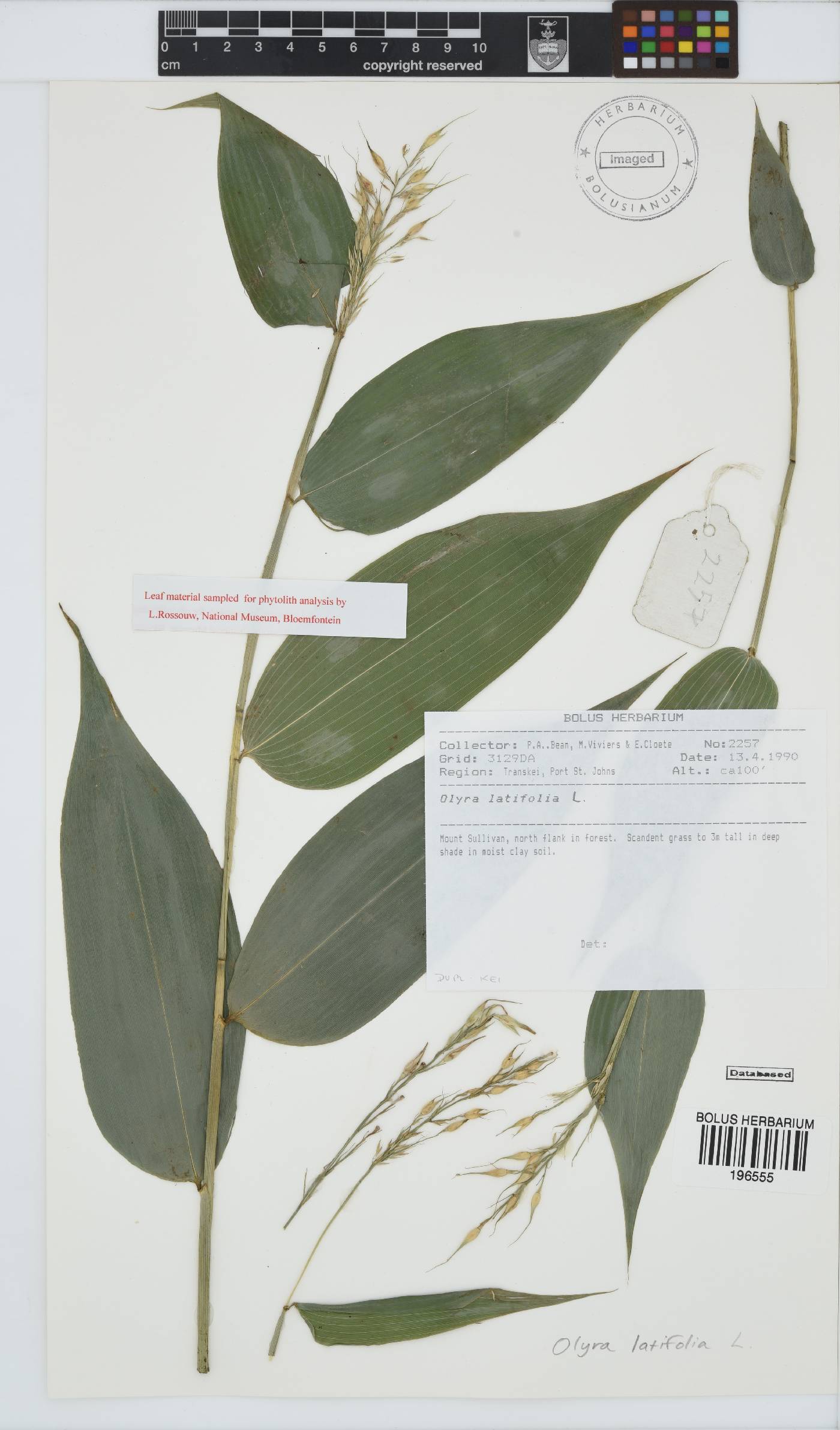 Olyra latifolia image