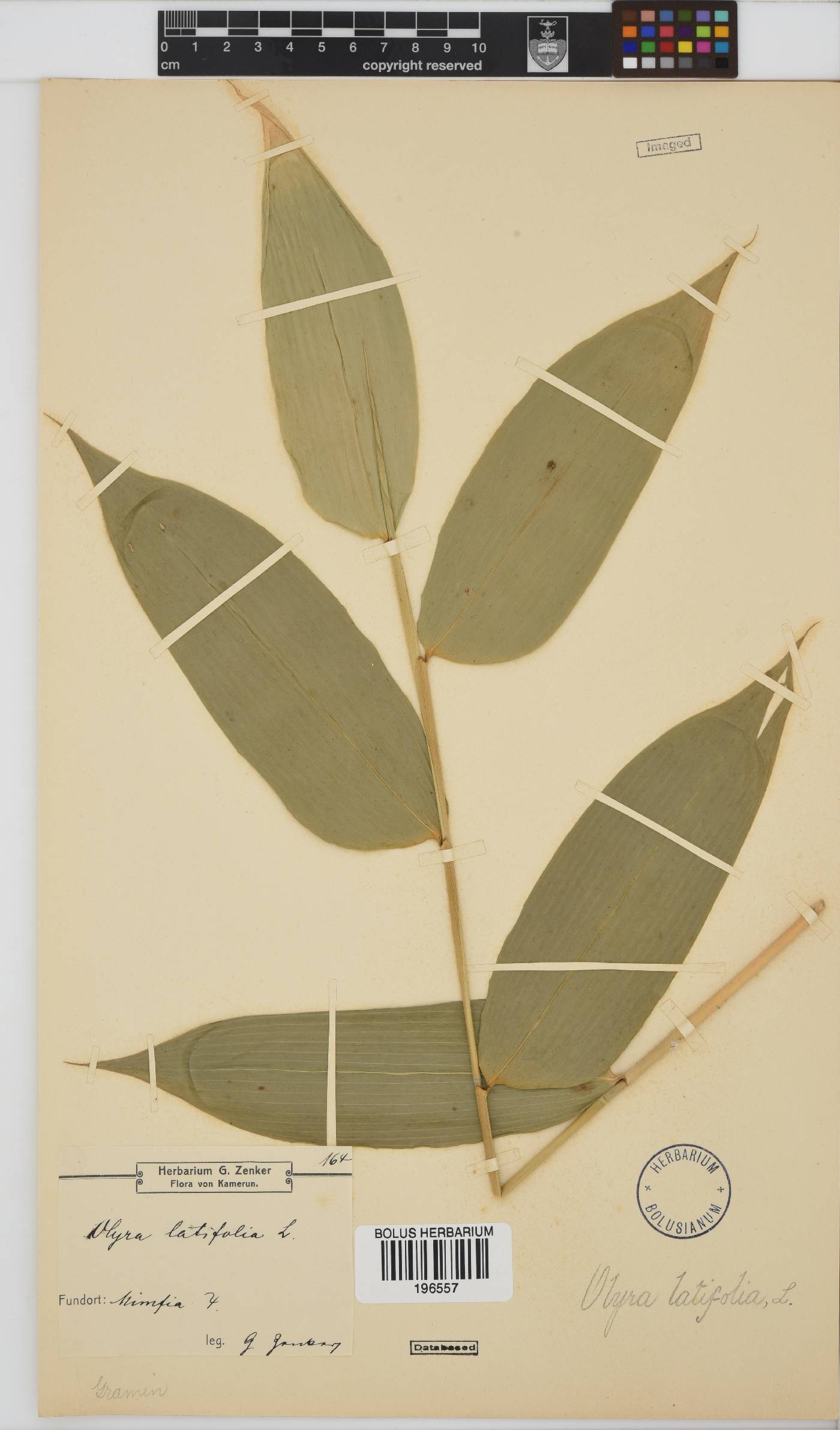 Olyra image