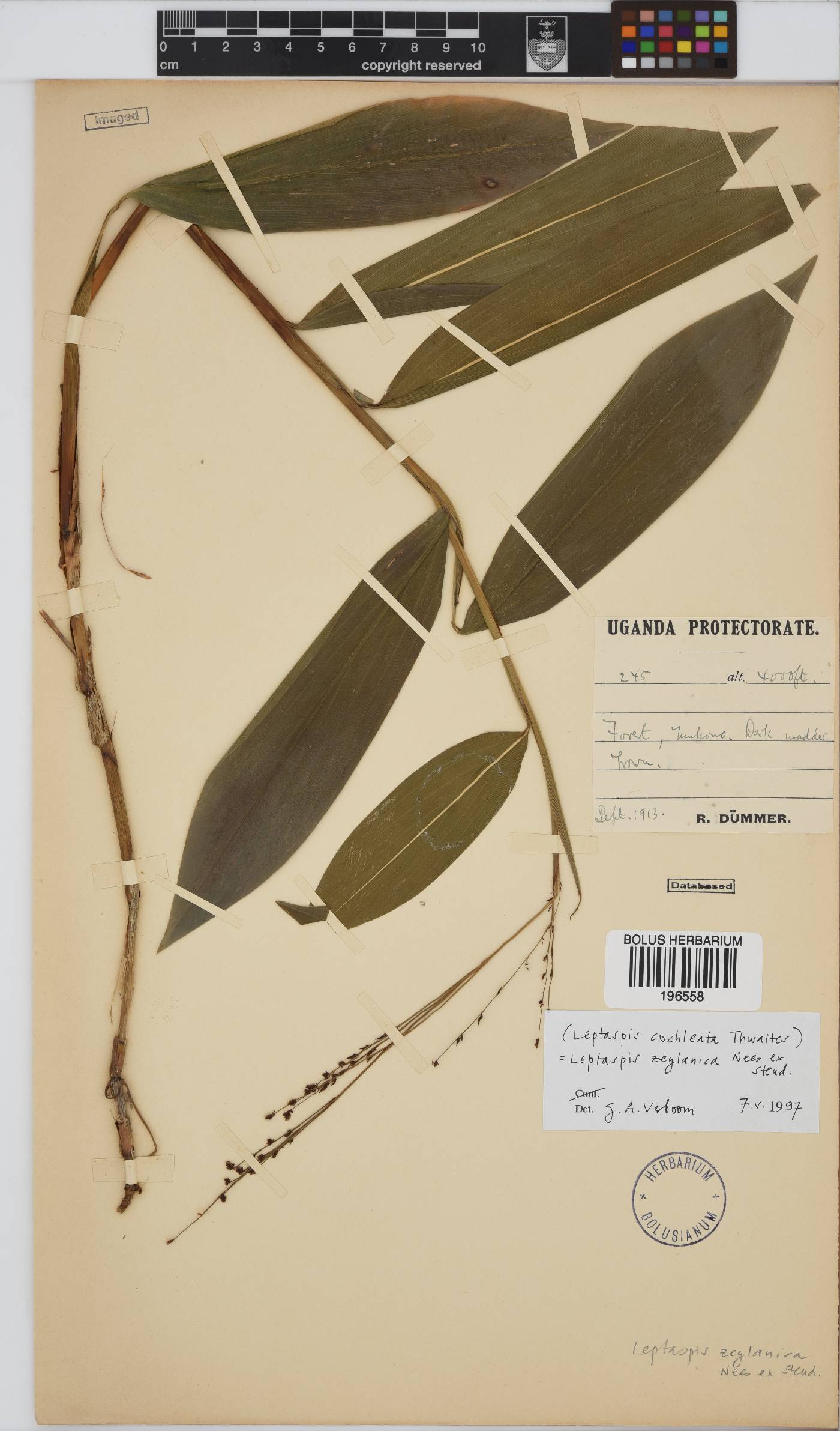 Leptaspis zeylanica image