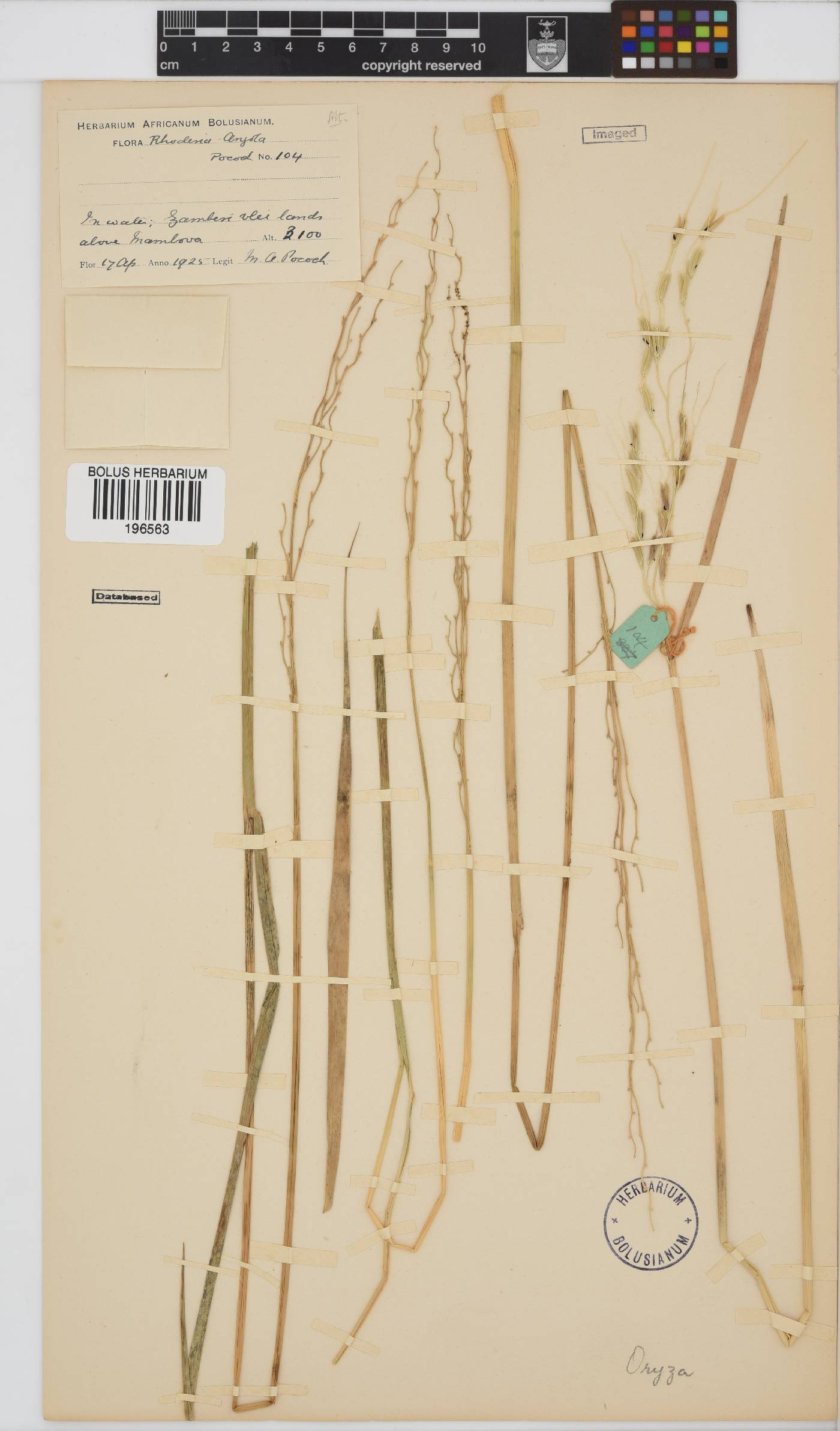 Oryza image