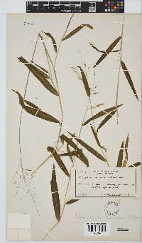 Prosphytochloa prehensilis image