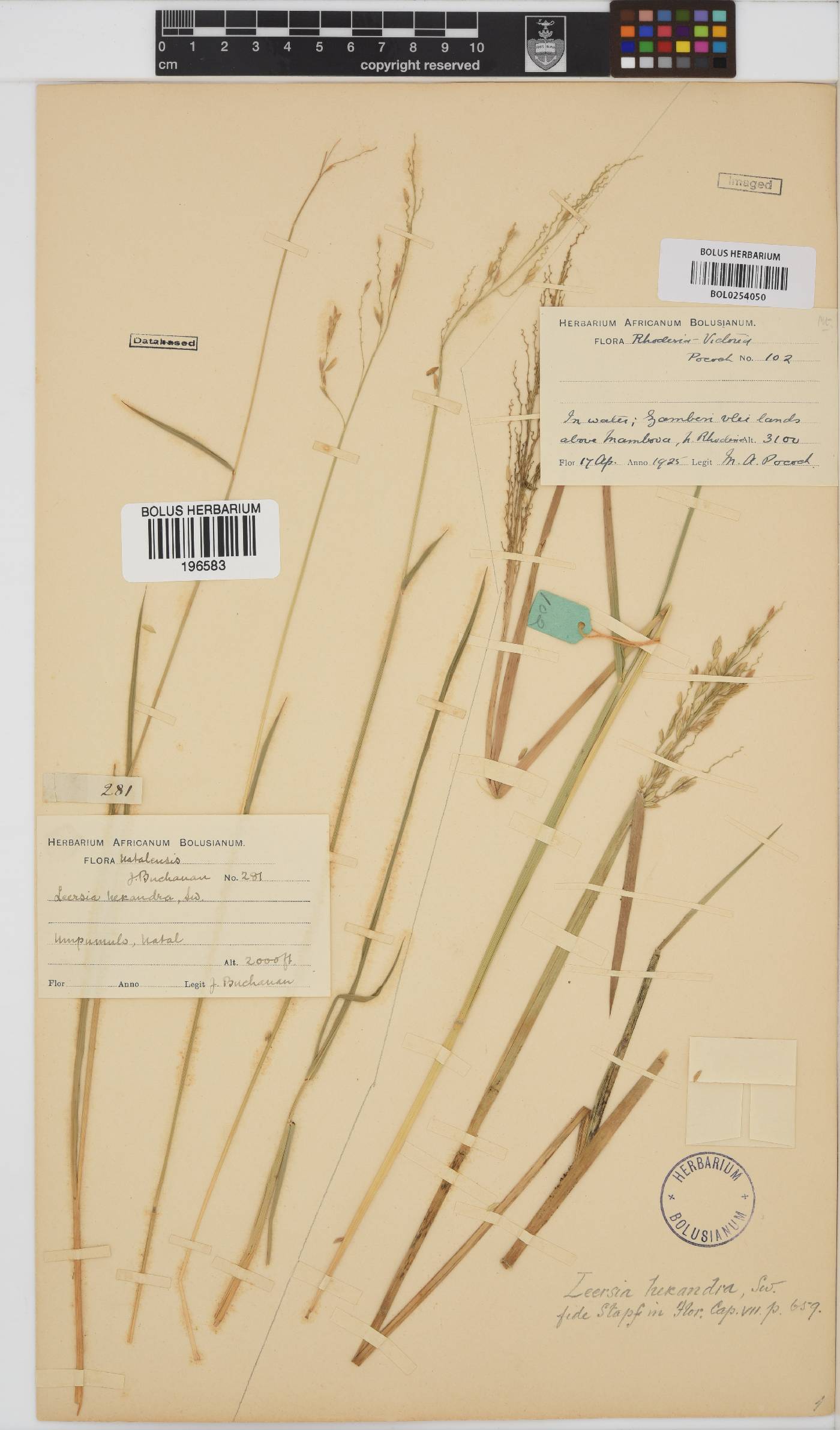 Leersia hexandra image