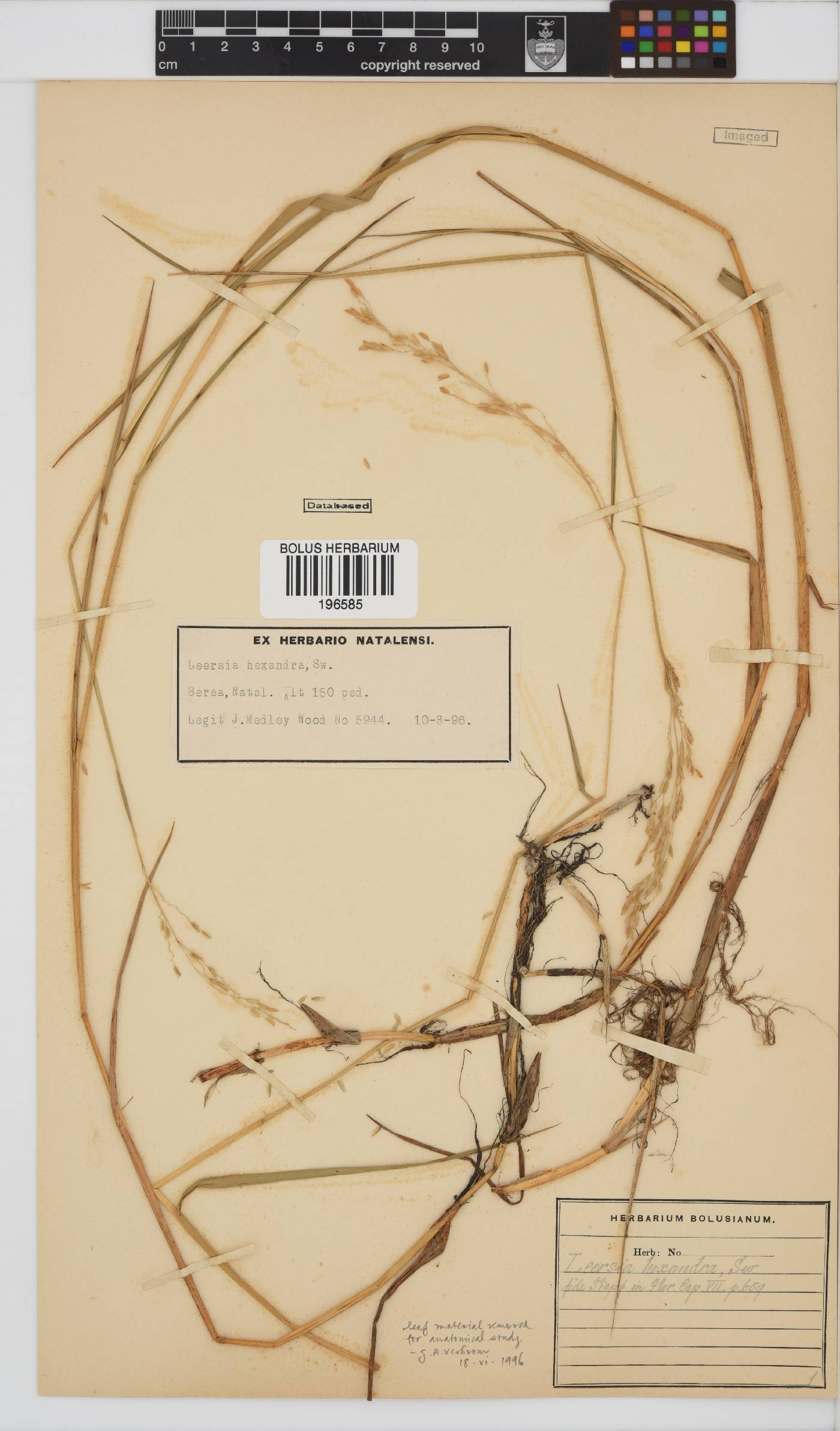 Leersia hexandra image