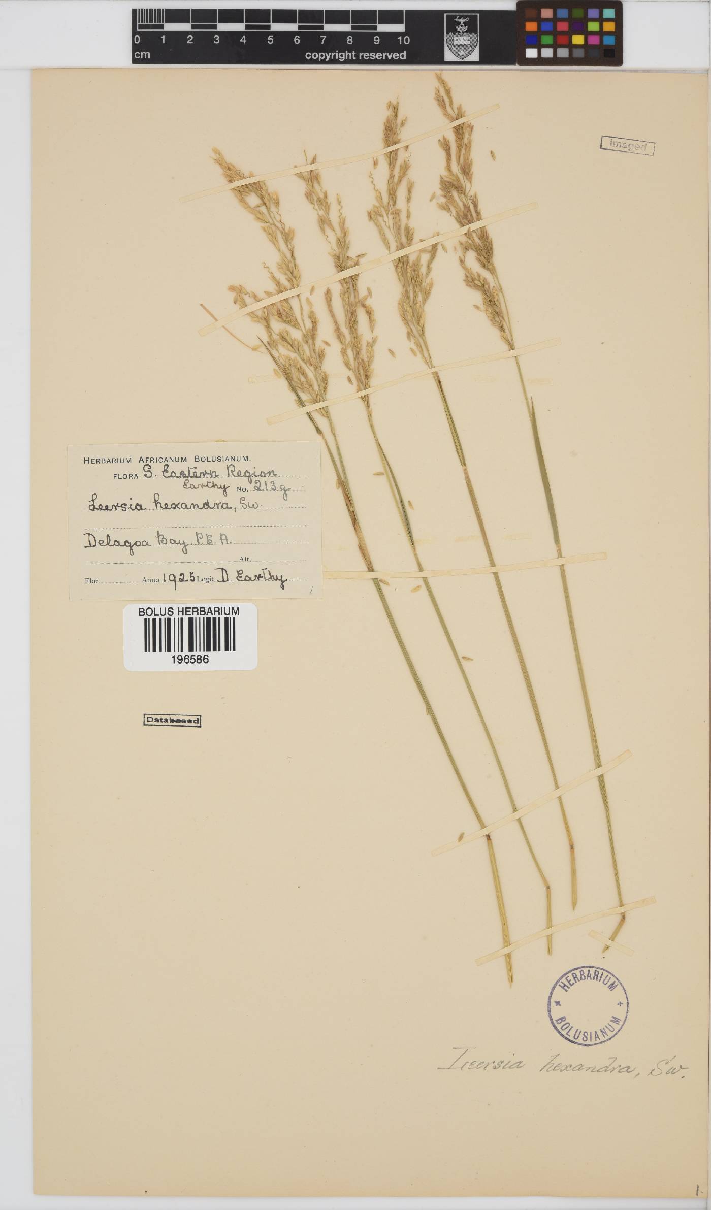 Leersia image