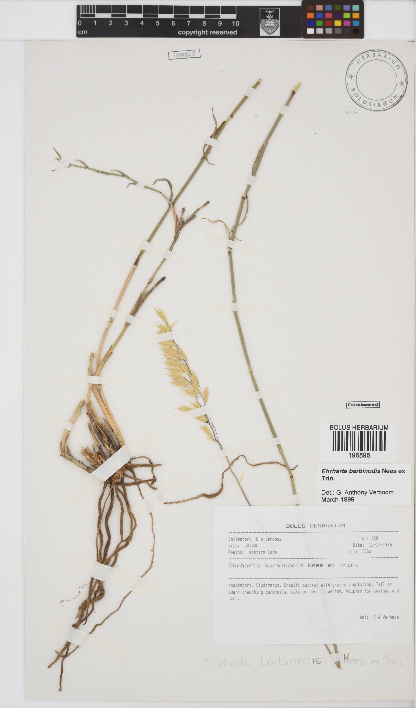Ehrharta barbinodis image