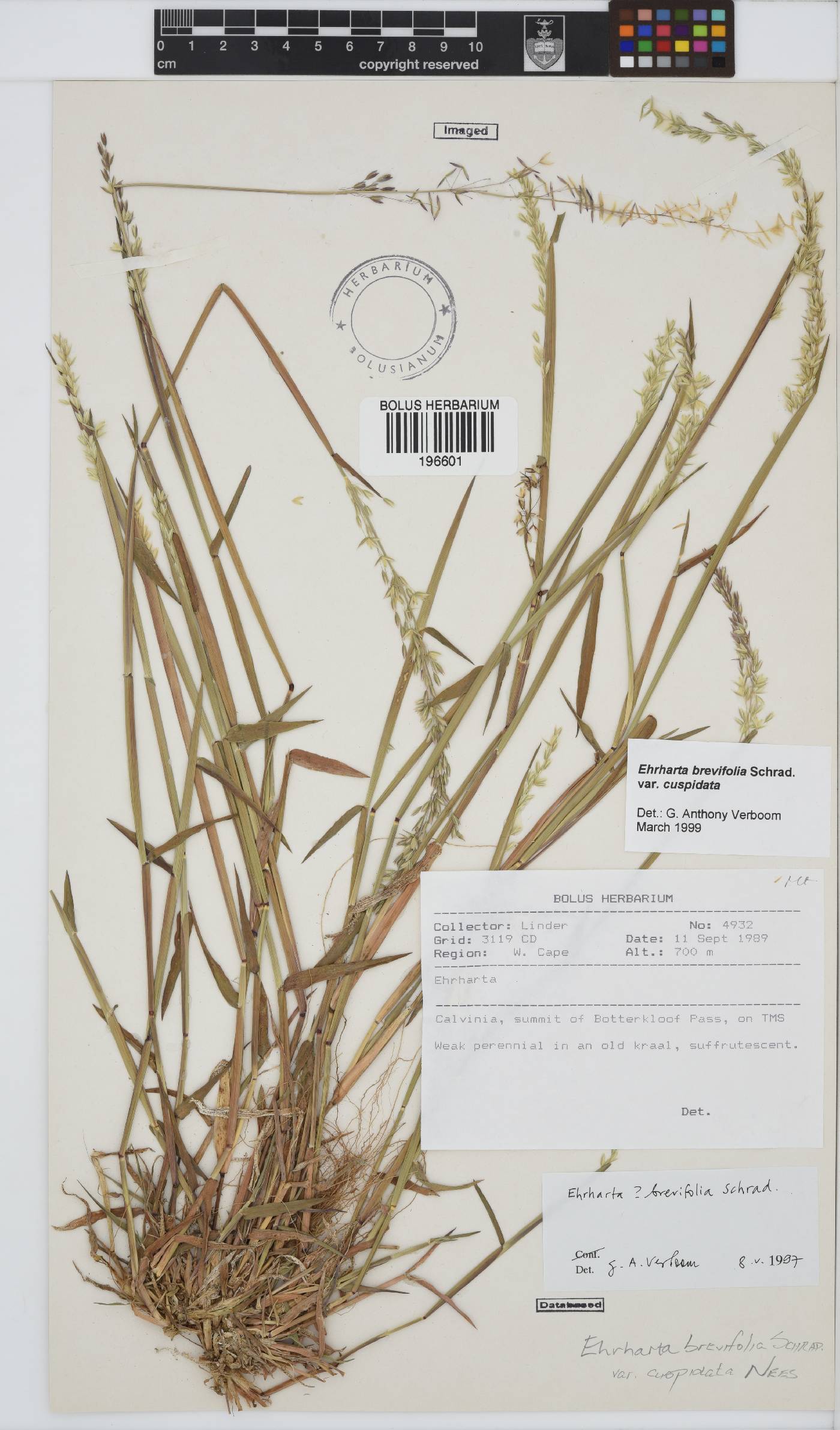 Ehrharta brevifolia var. cuspidata image