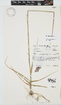 Ehrharta bulbosa image