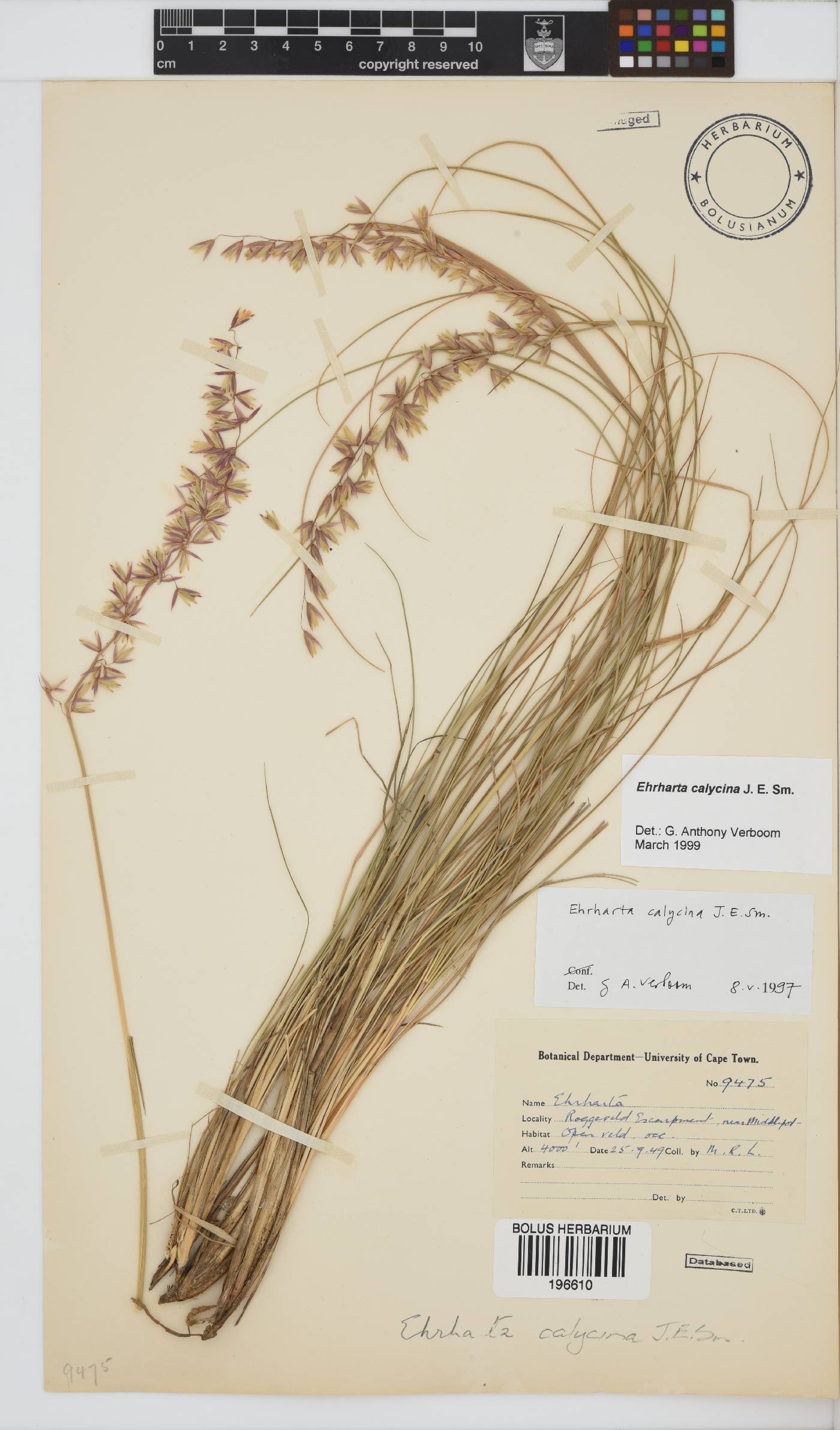Ehrharta calycina image