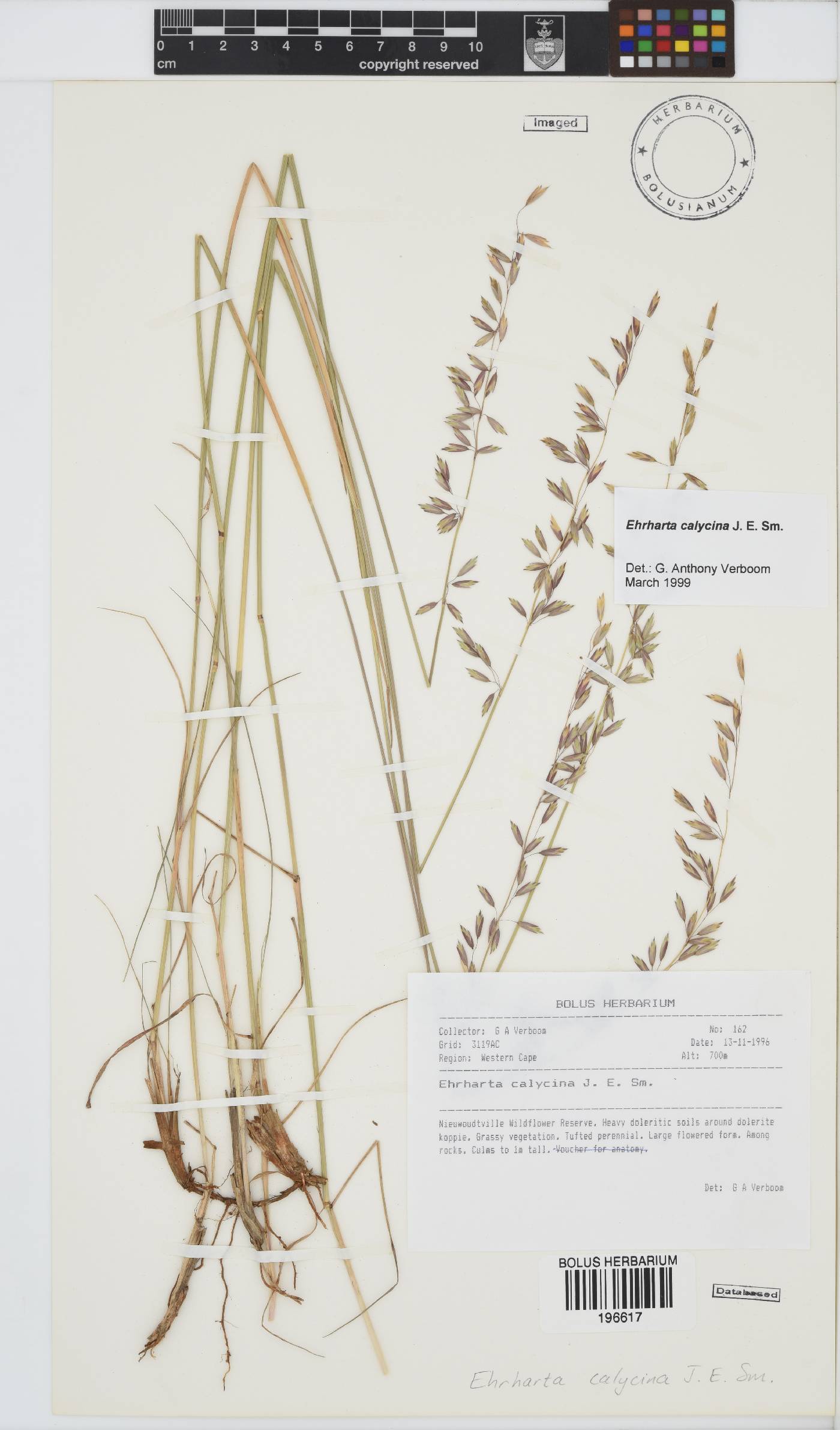 Ehrharta calycina image