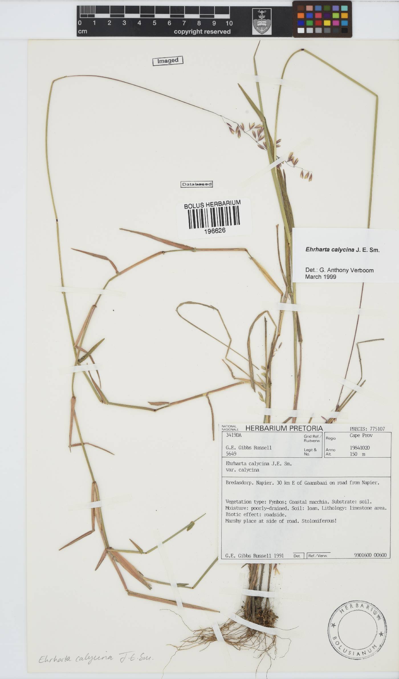 Ehrharta calycina image
