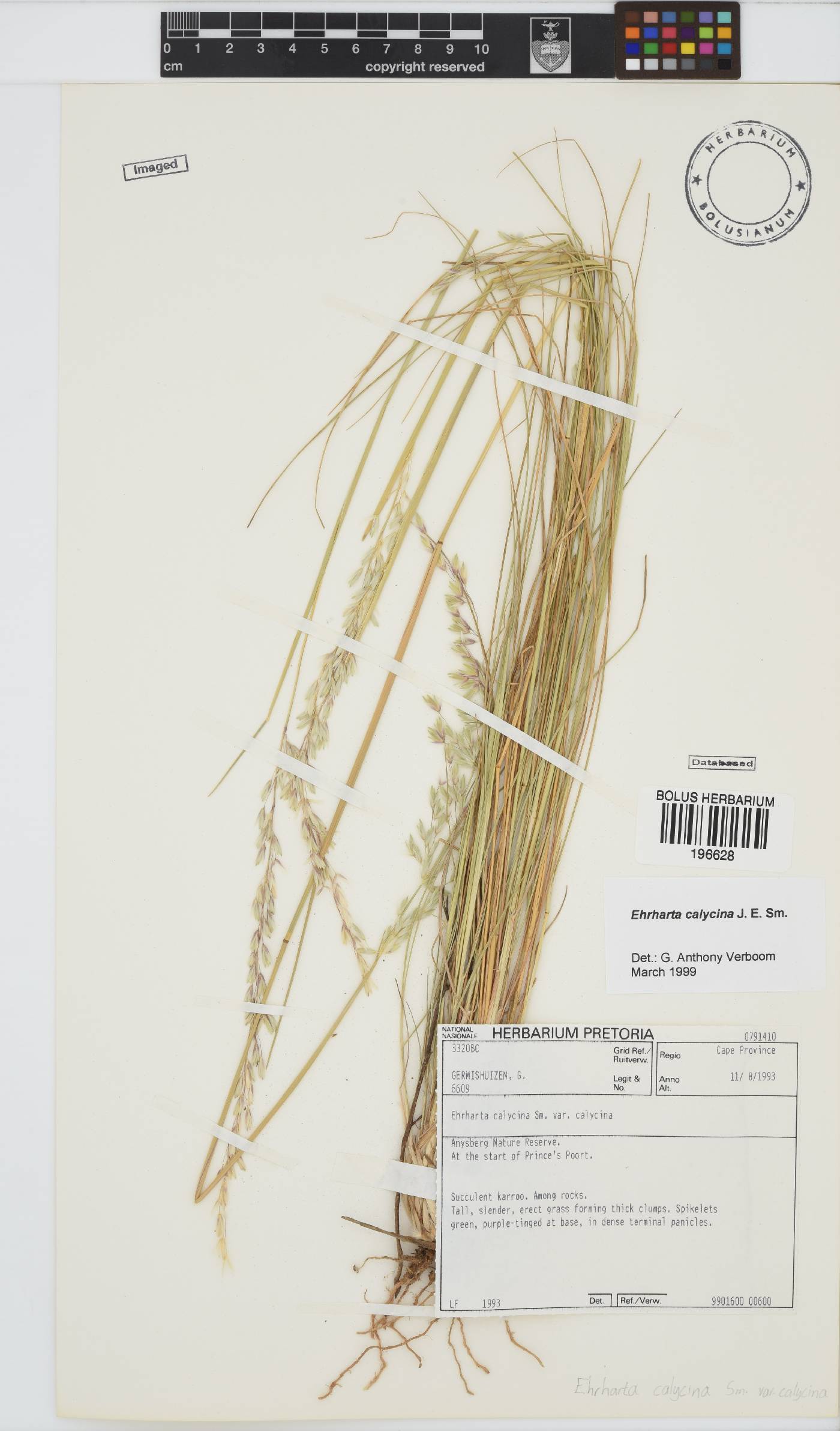 Ehrharta calycina image