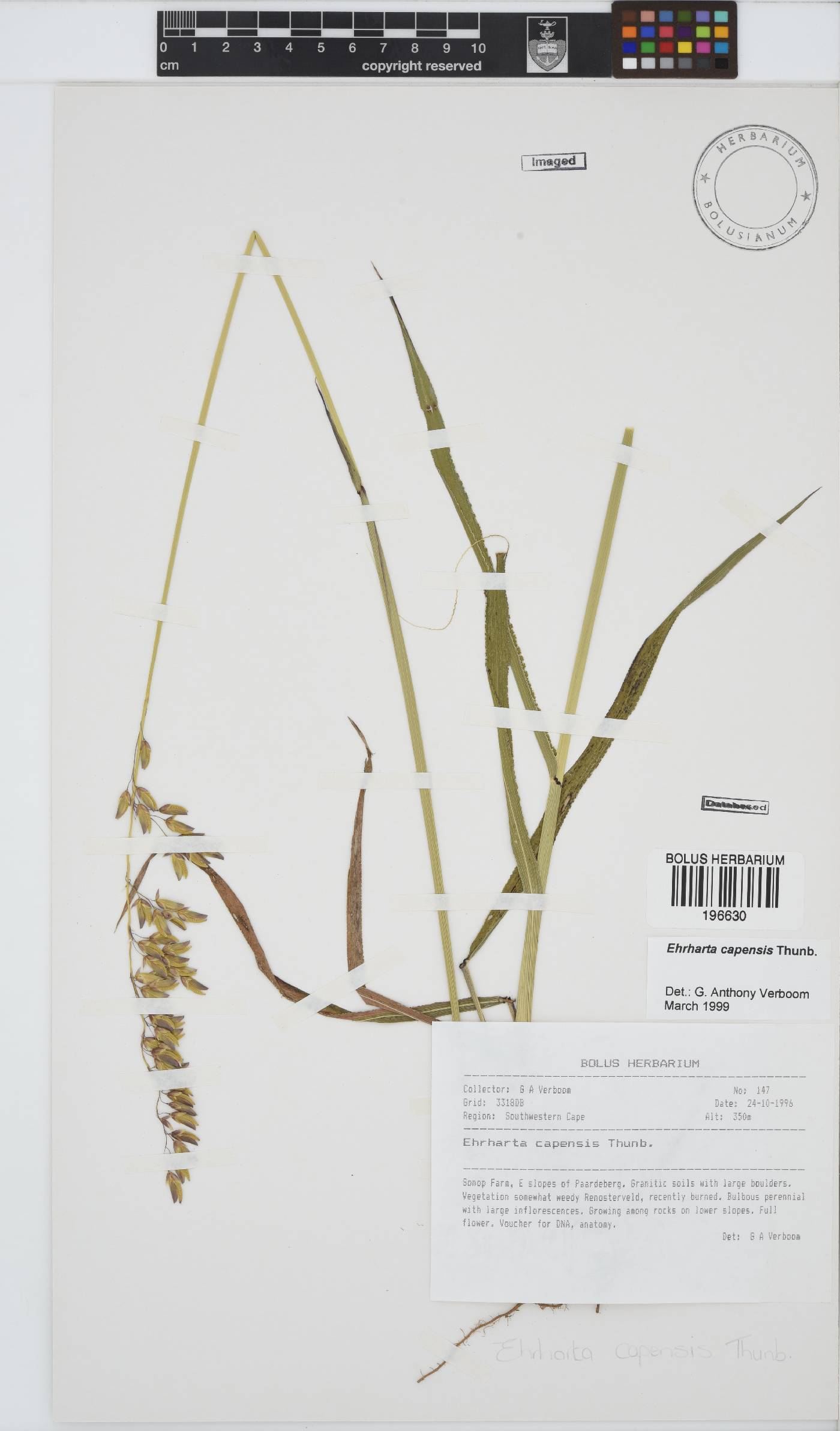Ehrharta capensis image