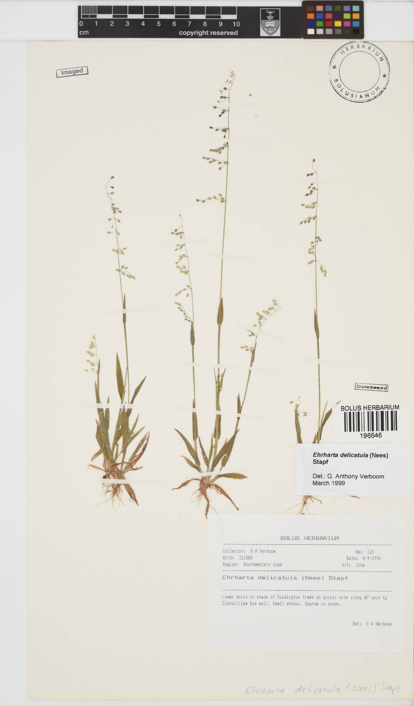 Ehrharta delicatula image