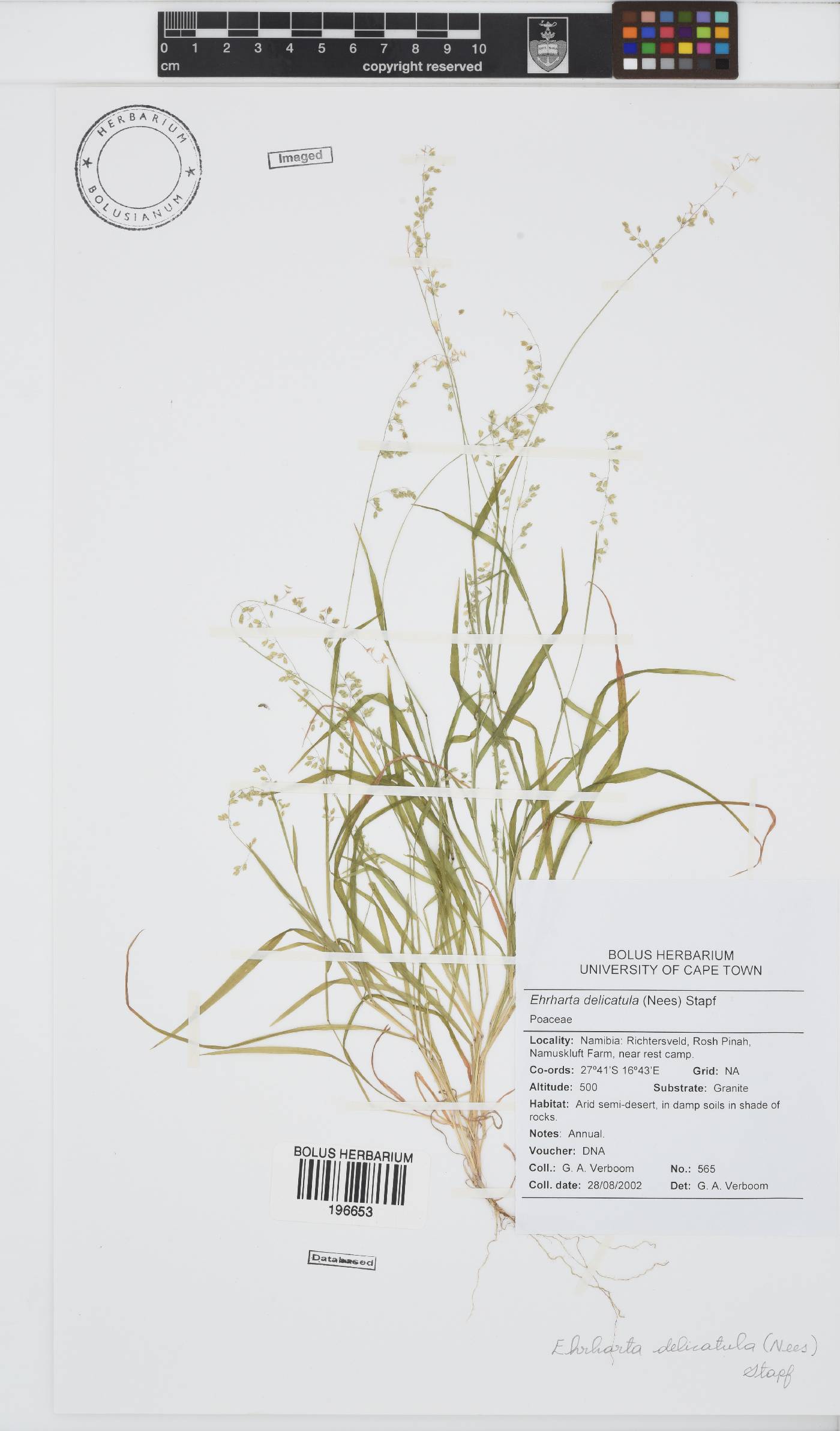 Ehrharta delicatula image