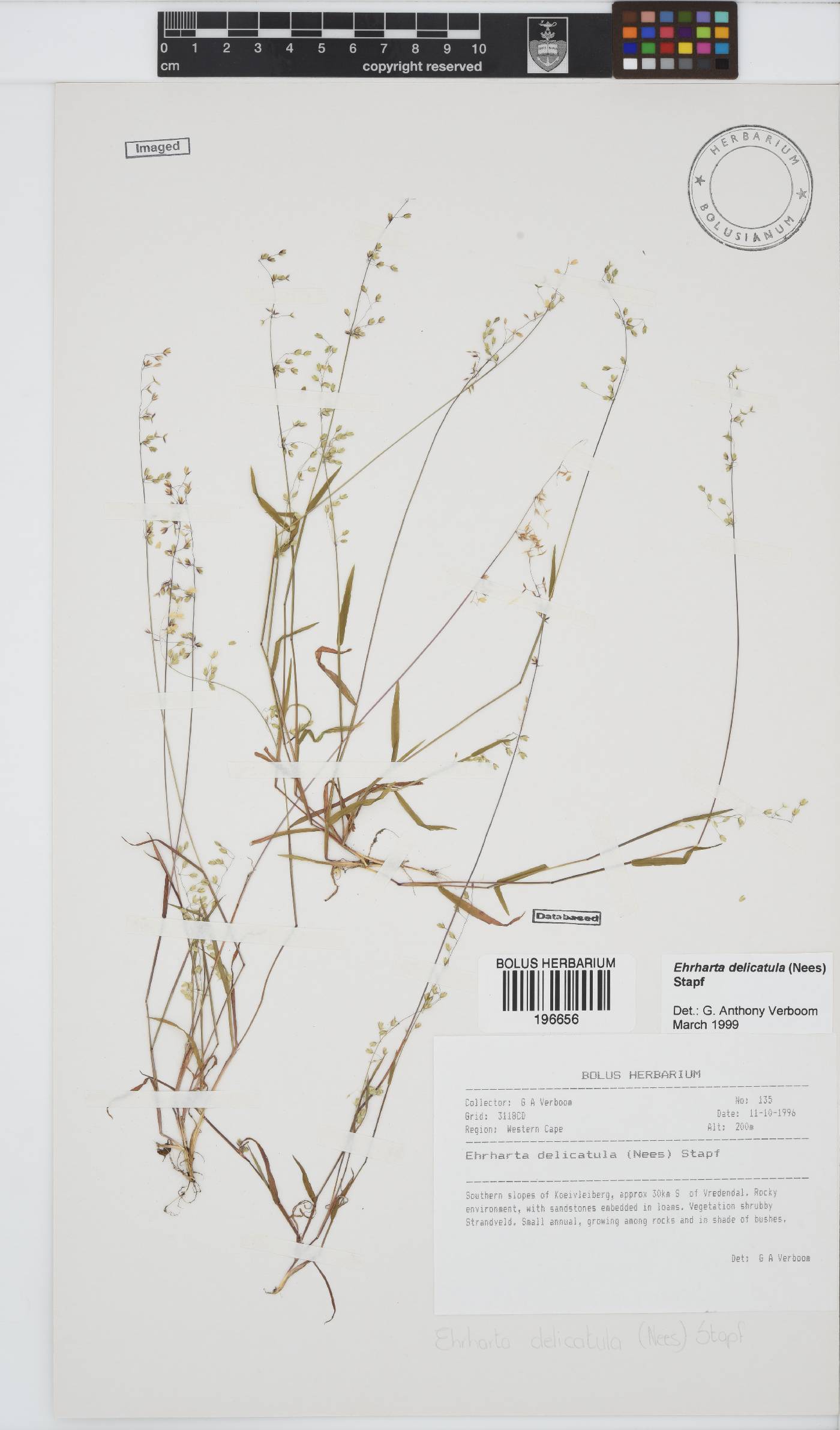 Ehrharta delicatula image