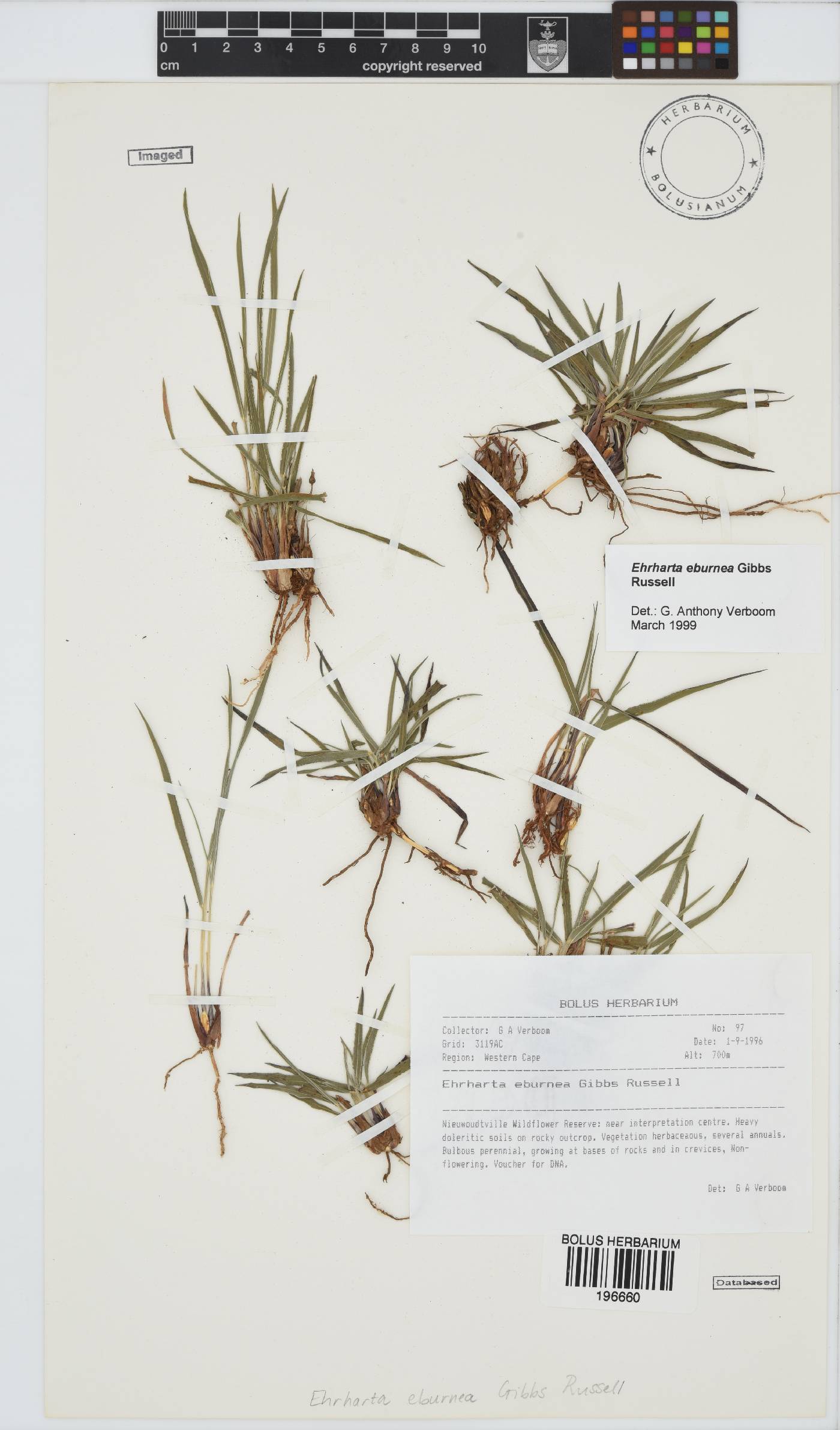 Ehrharta eburnea image
