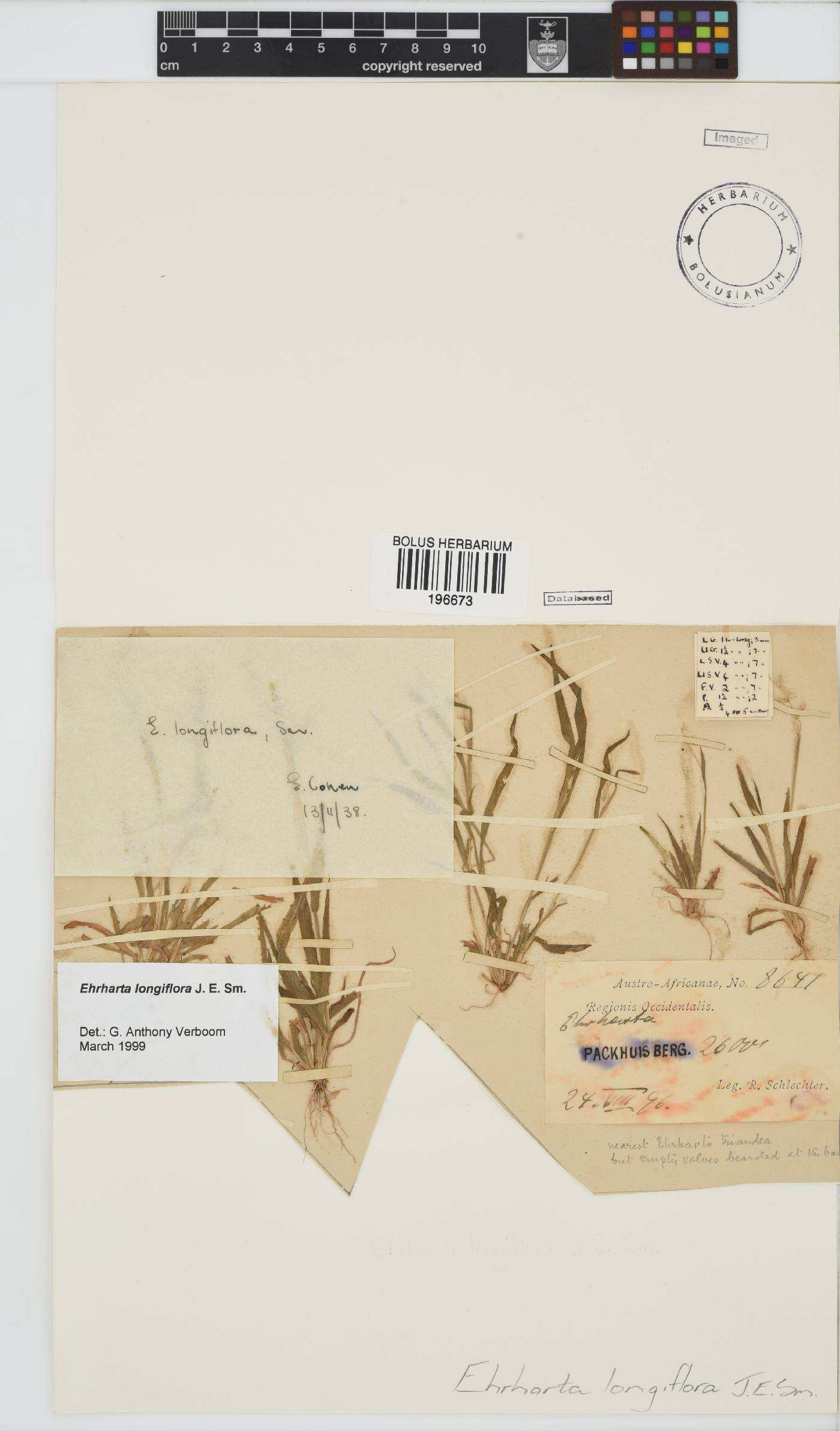 Ehrharta longiflora image