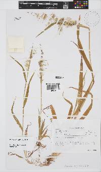 Ehrharta longiflora image