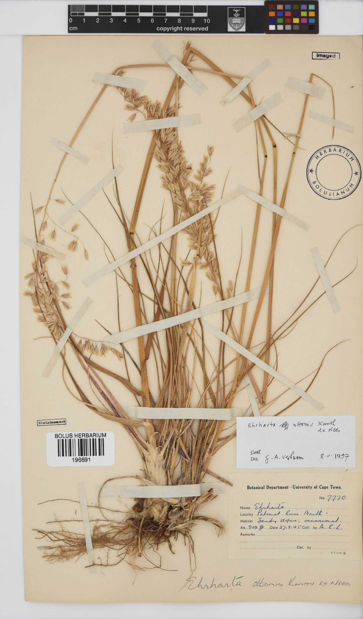 Ehrharta ottonis image