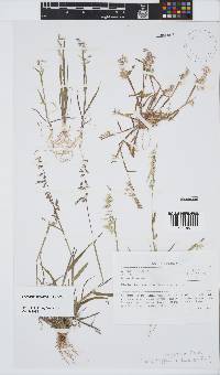 Ehrharta pusilla image