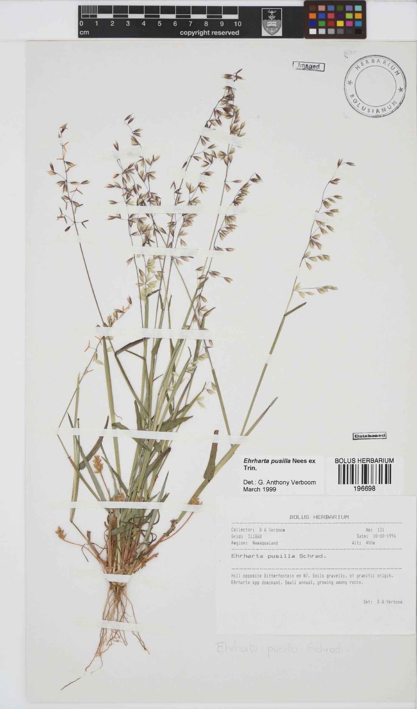 Ehrharta pusilla image