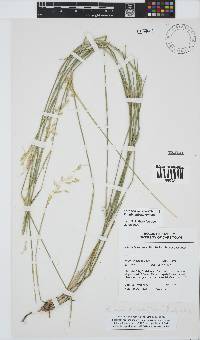 Ehrharta ramosa subsp. ramosa image