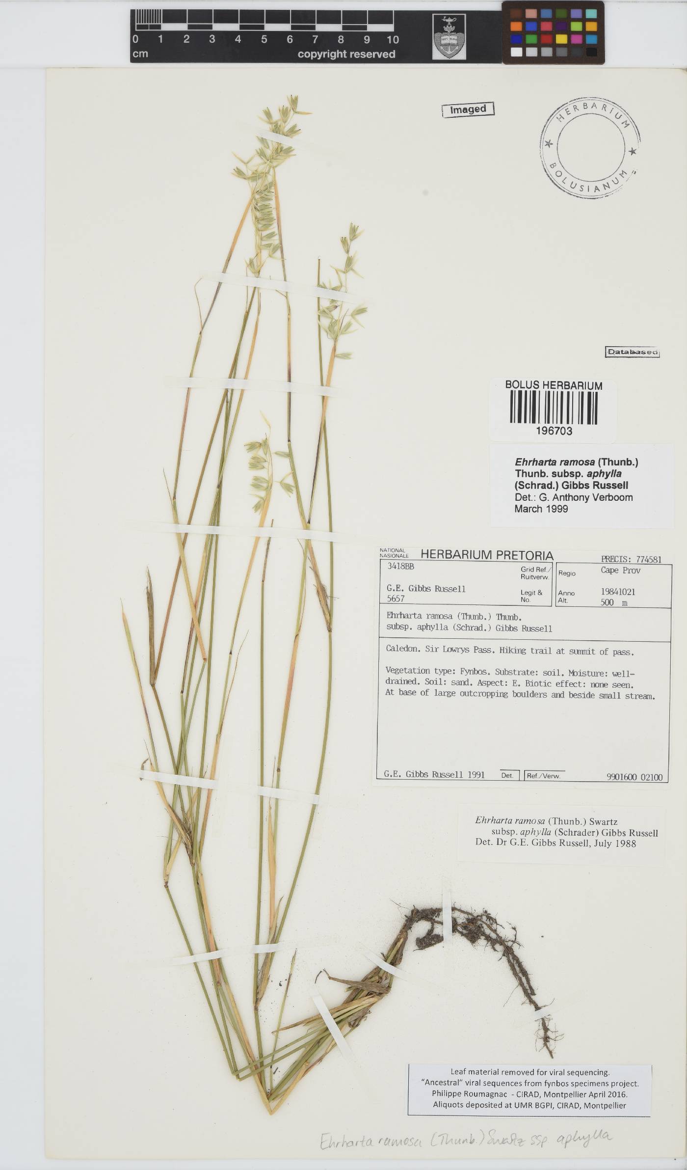 Ehrharta ramosa subsp. aphylla image