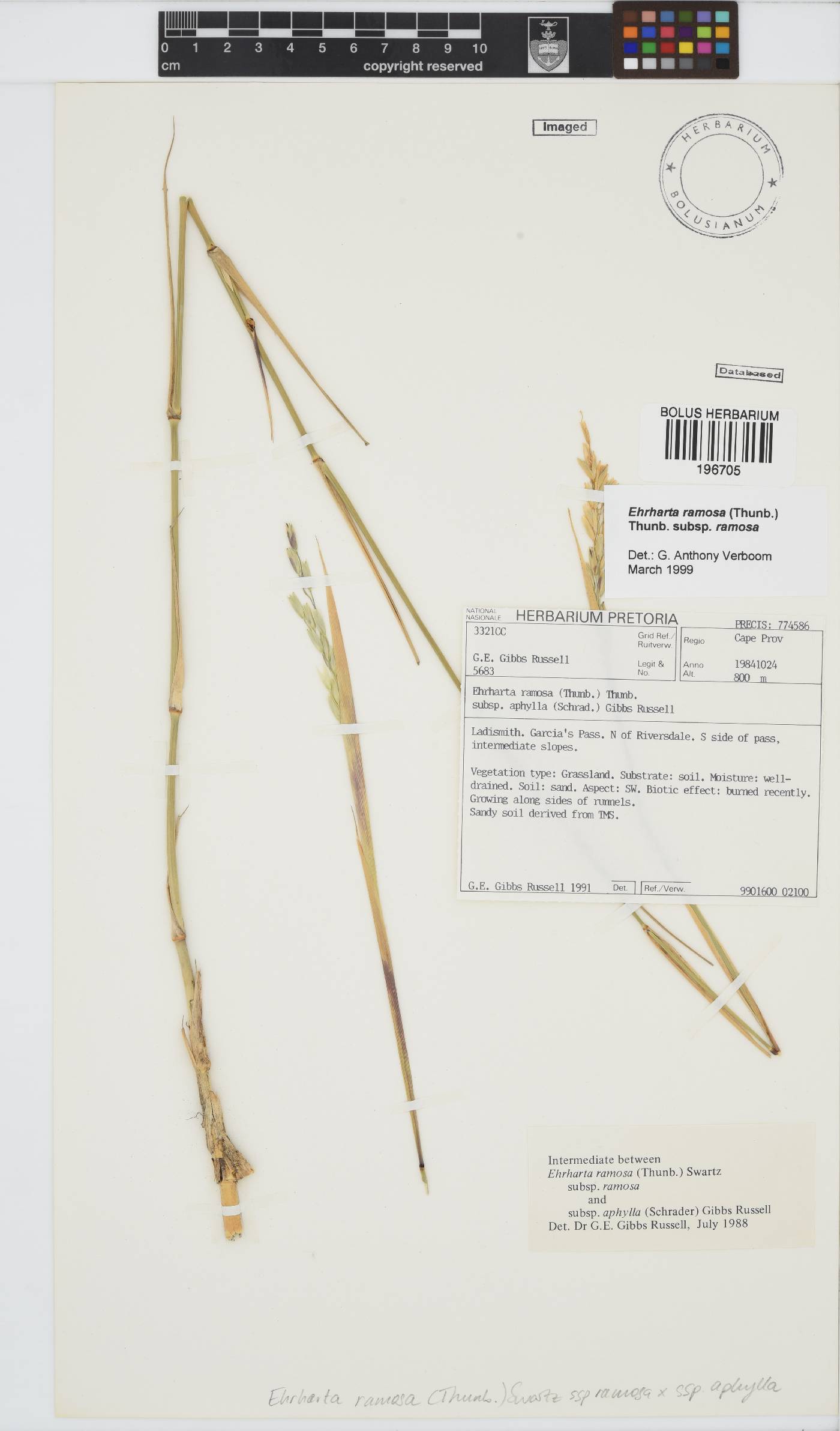 Ehrharta ramosa image
