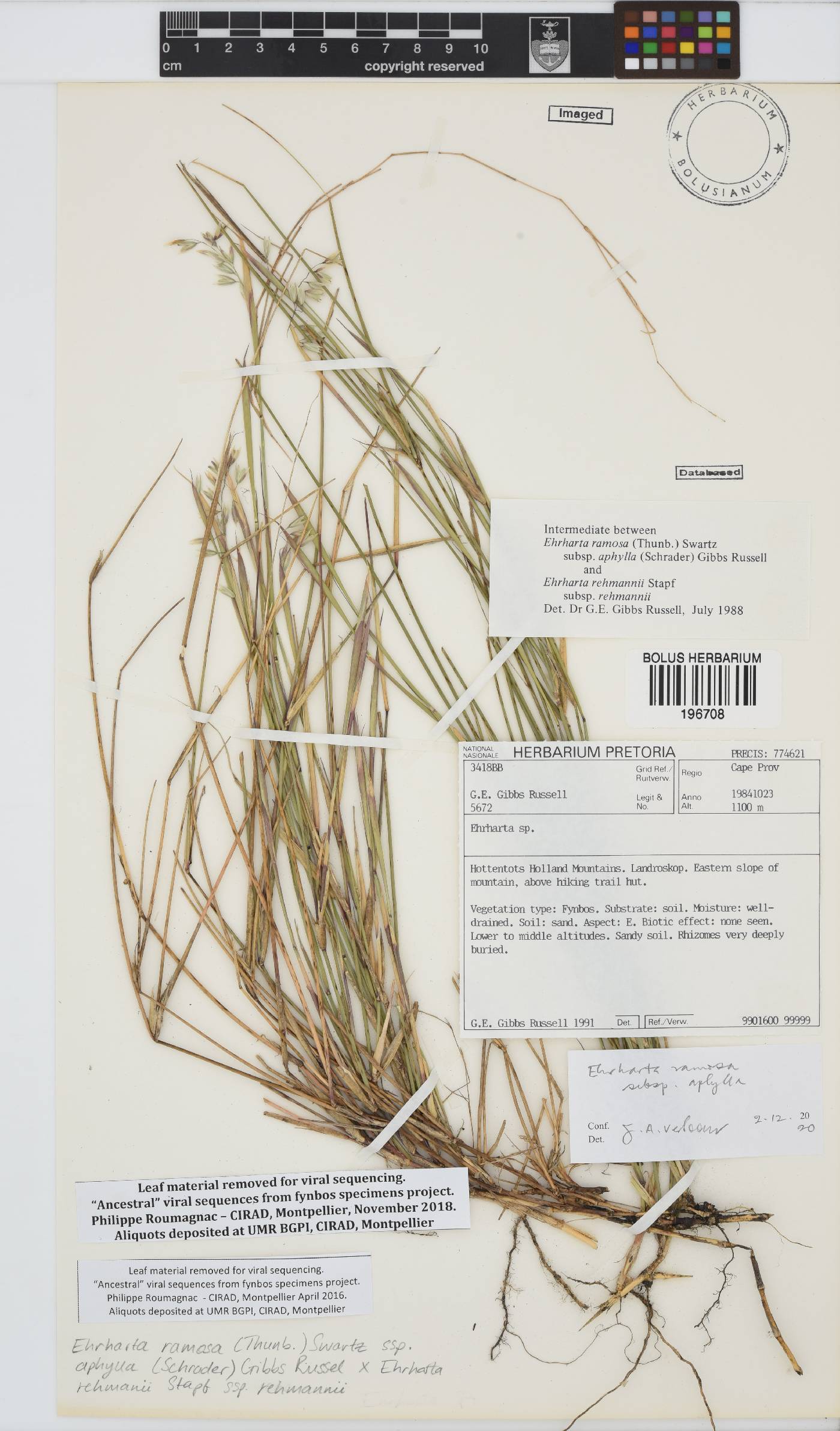 Ehrharta ramosa subsp. aphylla image