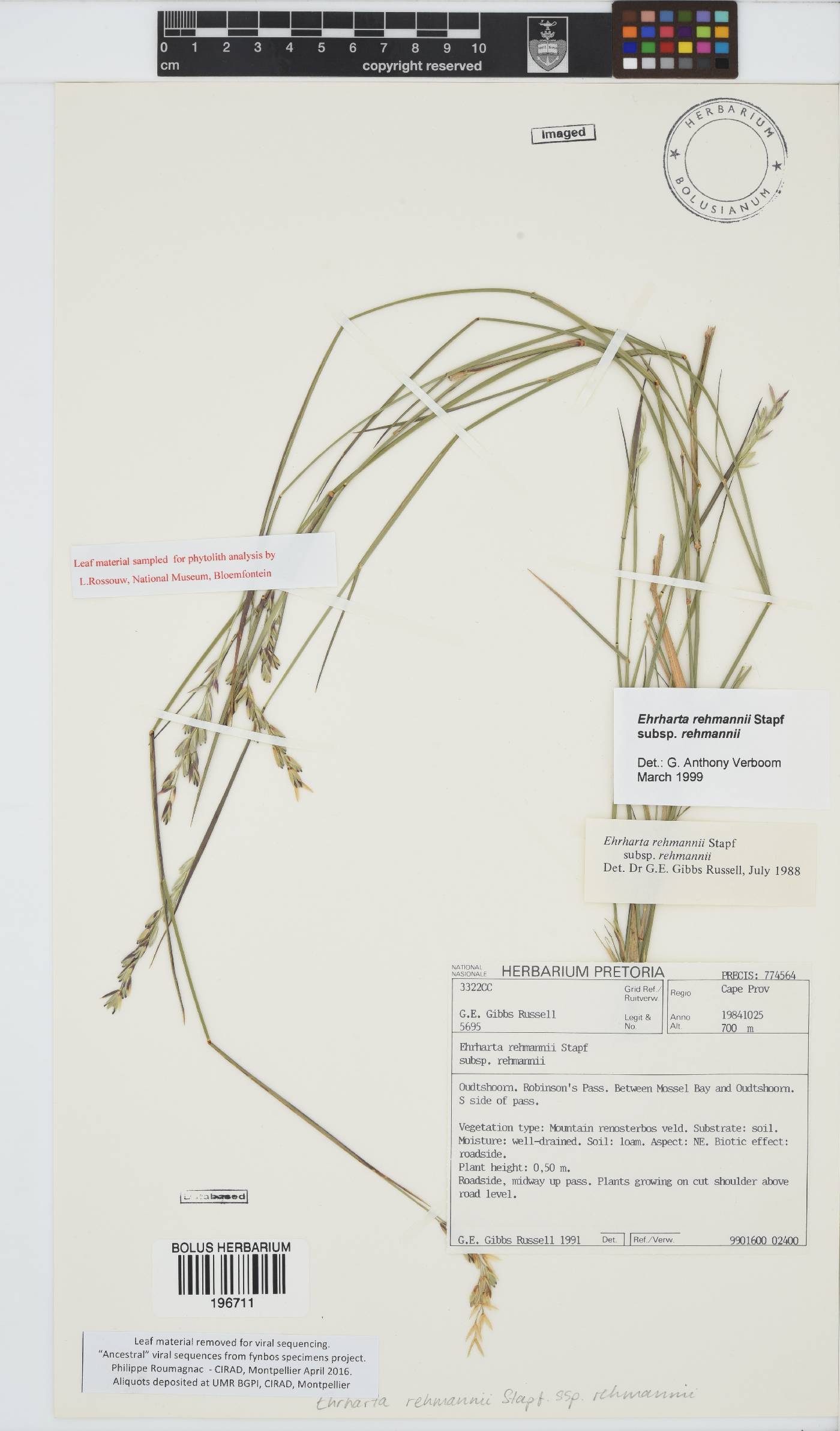 Ehrharta rehmannii subsp. rehmannii image