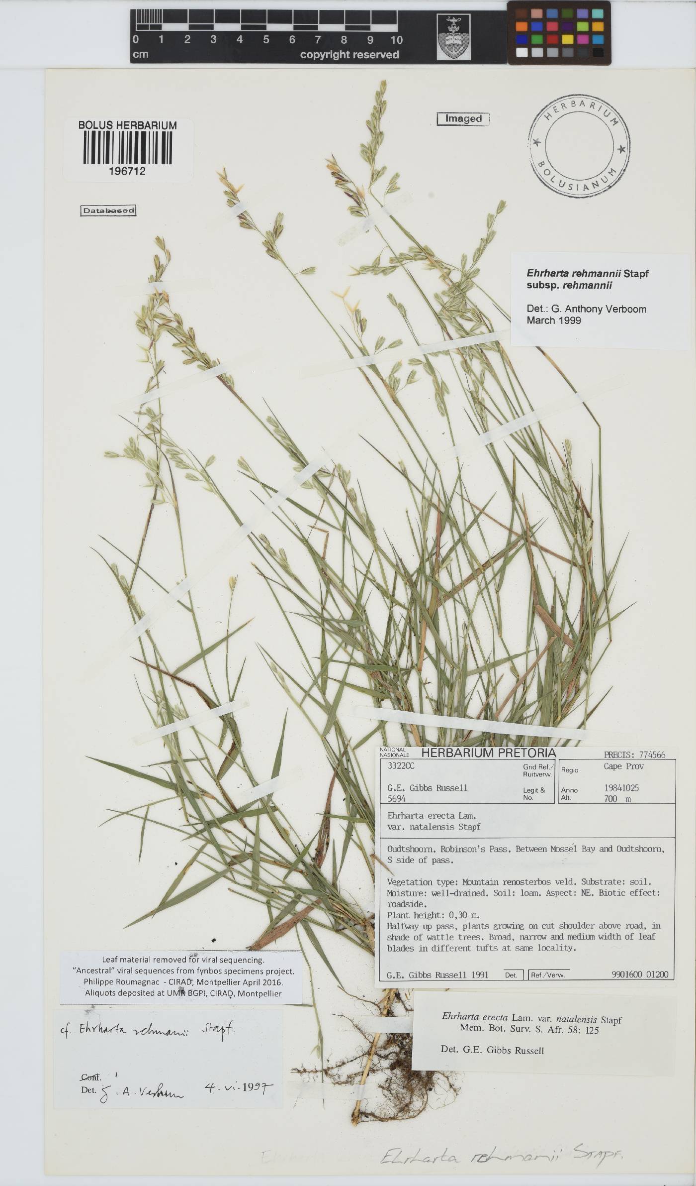 Ehrharta rehmannii subsp. rehmannii image