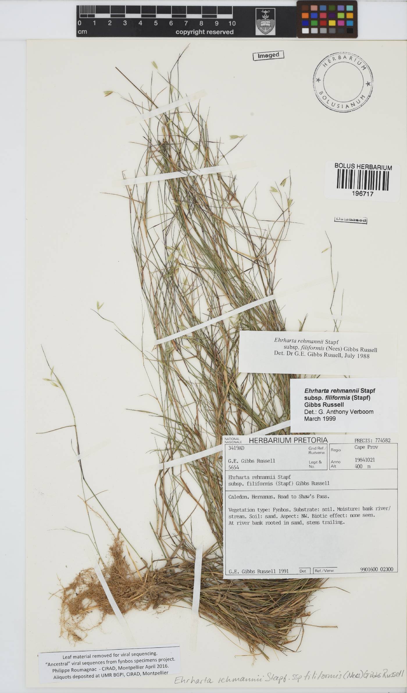 Ehrharta rehmannii image