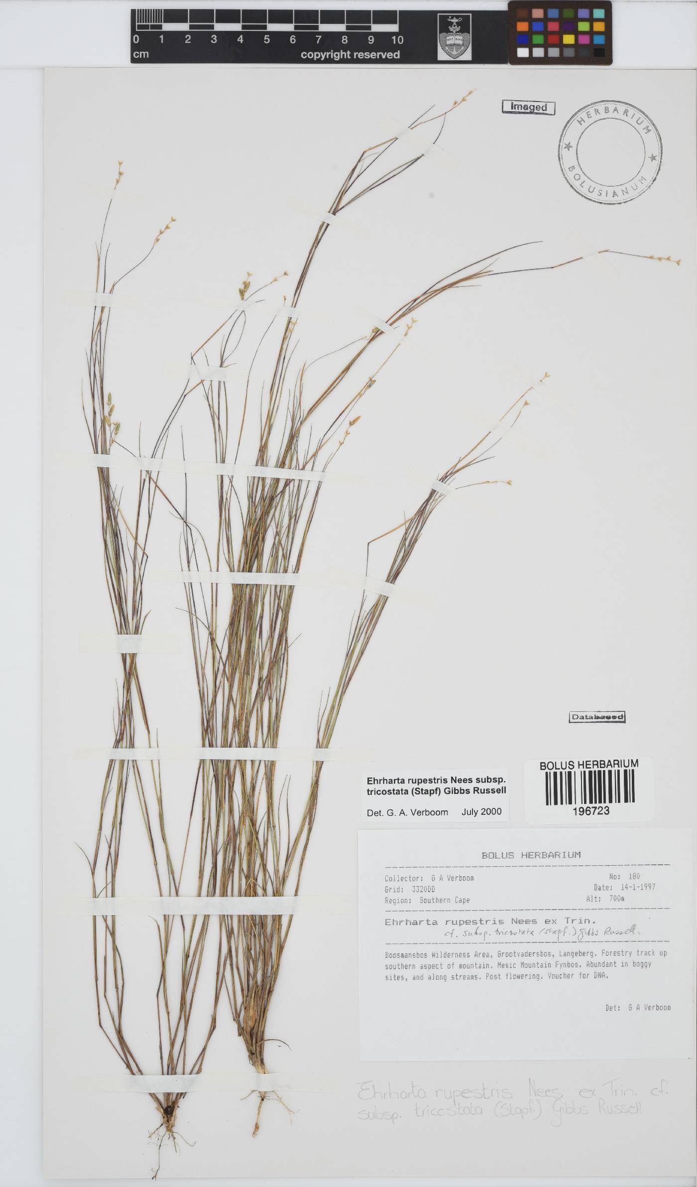 Ehrharta rupestris subsp. tricostata image