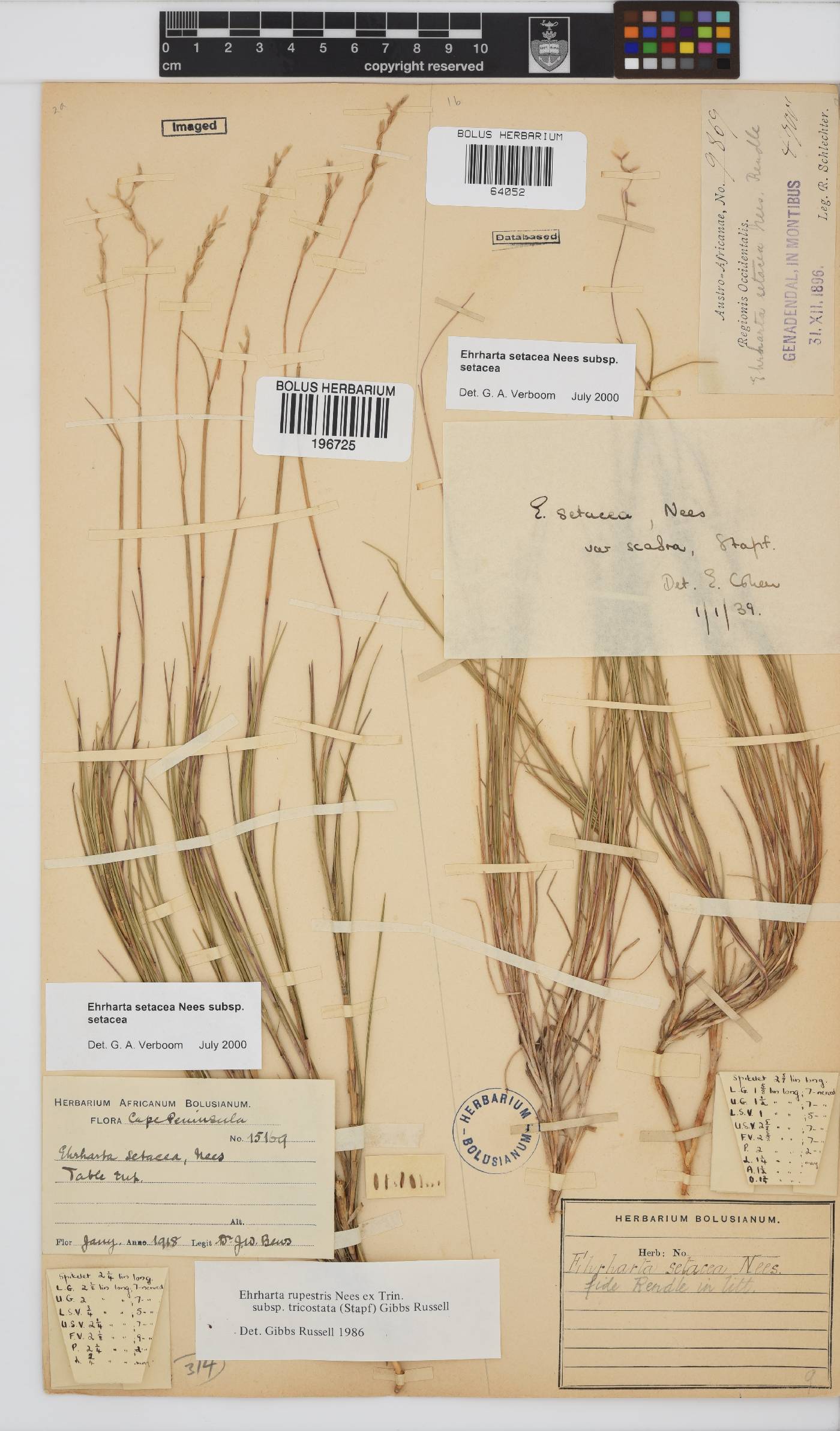 Ehrharta setacea subsp. setacea image