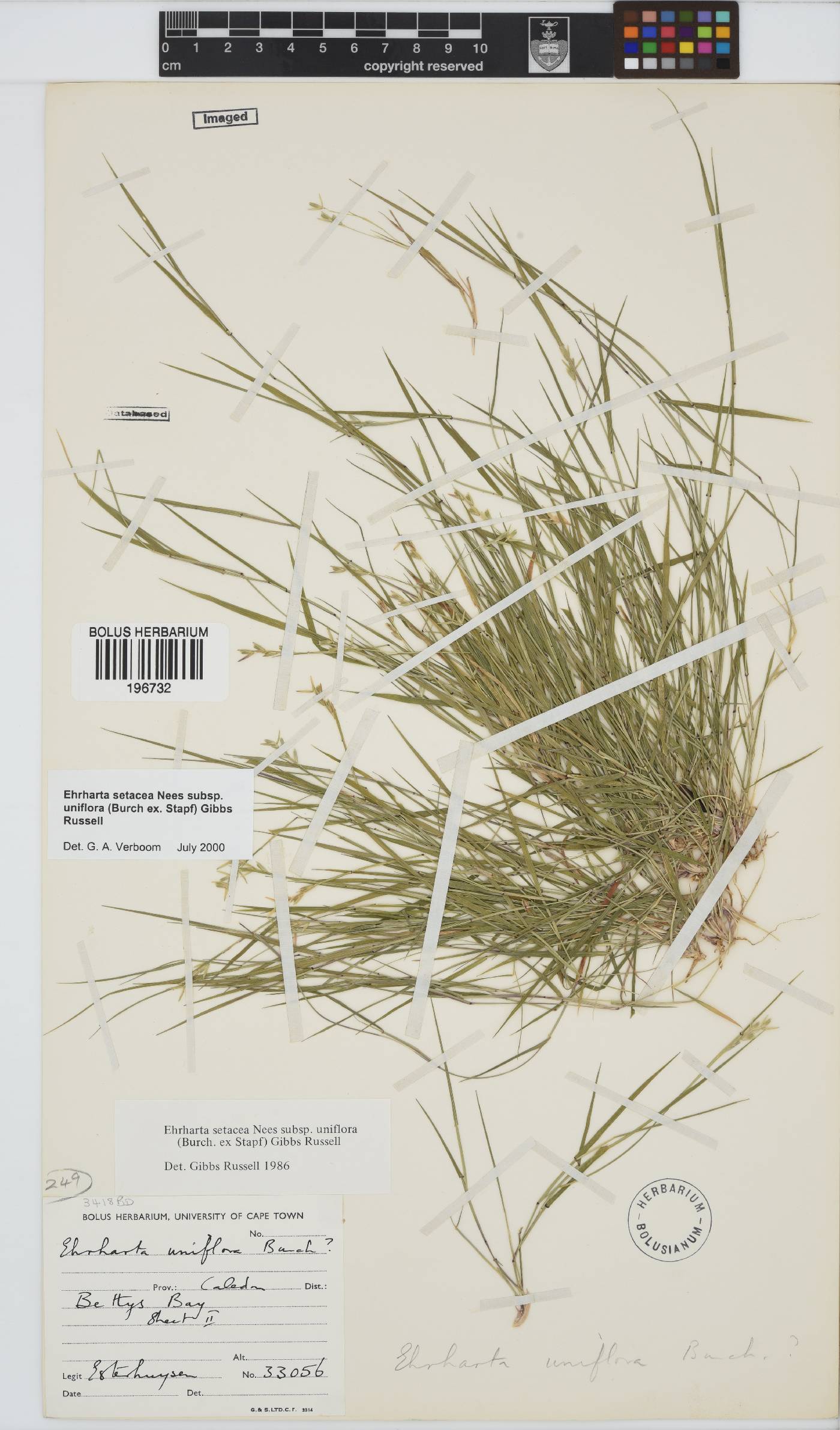 Ehrharta setacea subsp. uniflora image