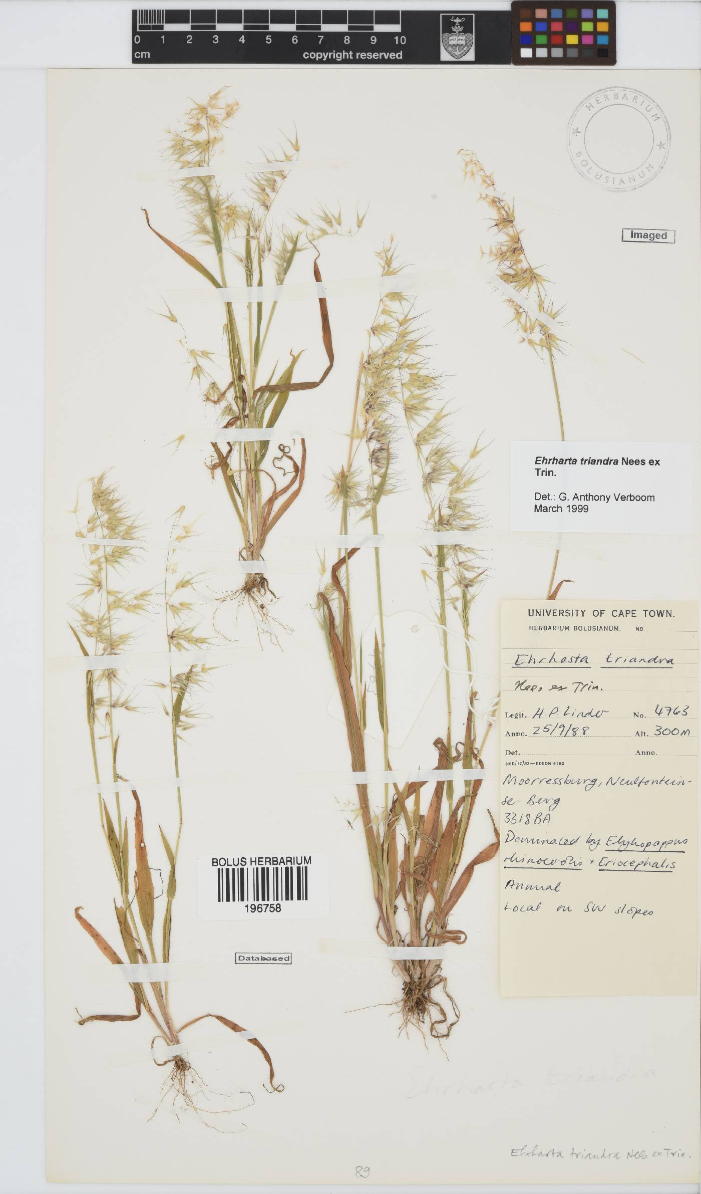 Ehrharta triandra image