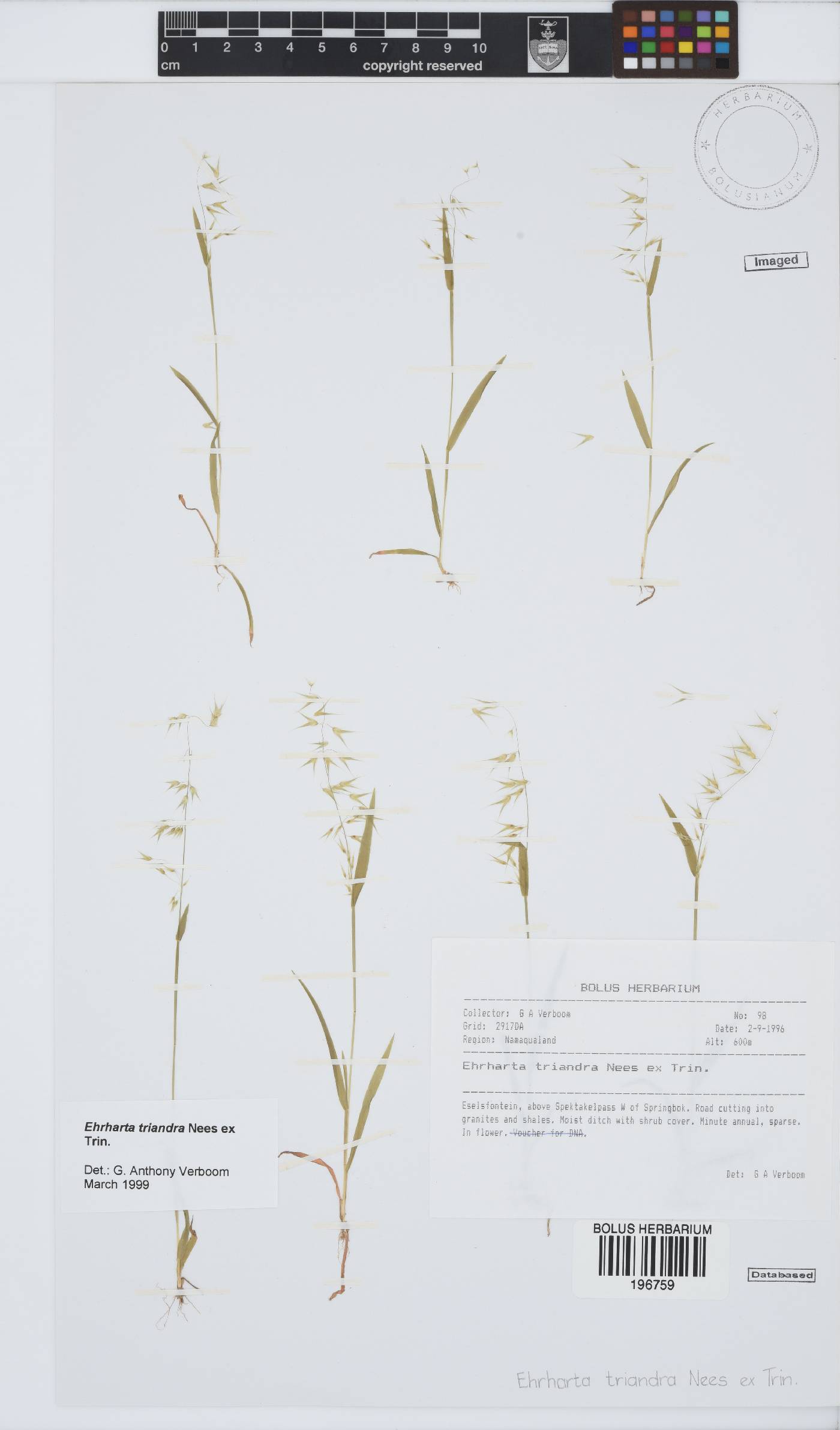 Ehrharta triandra image