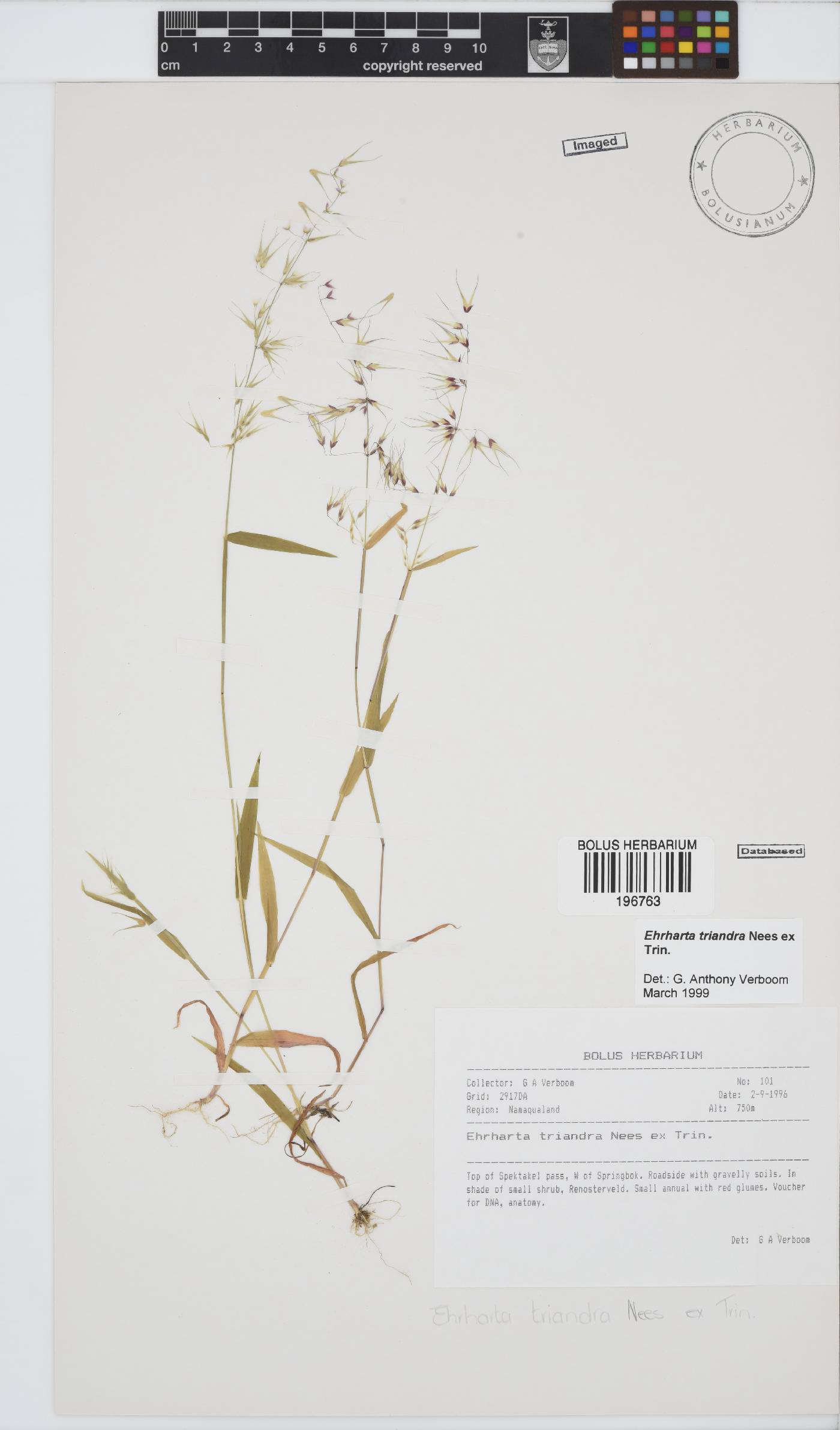 Ehrharta triandra image