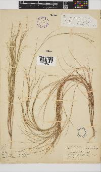 Ehrharta rupestris subsp. tricostata image