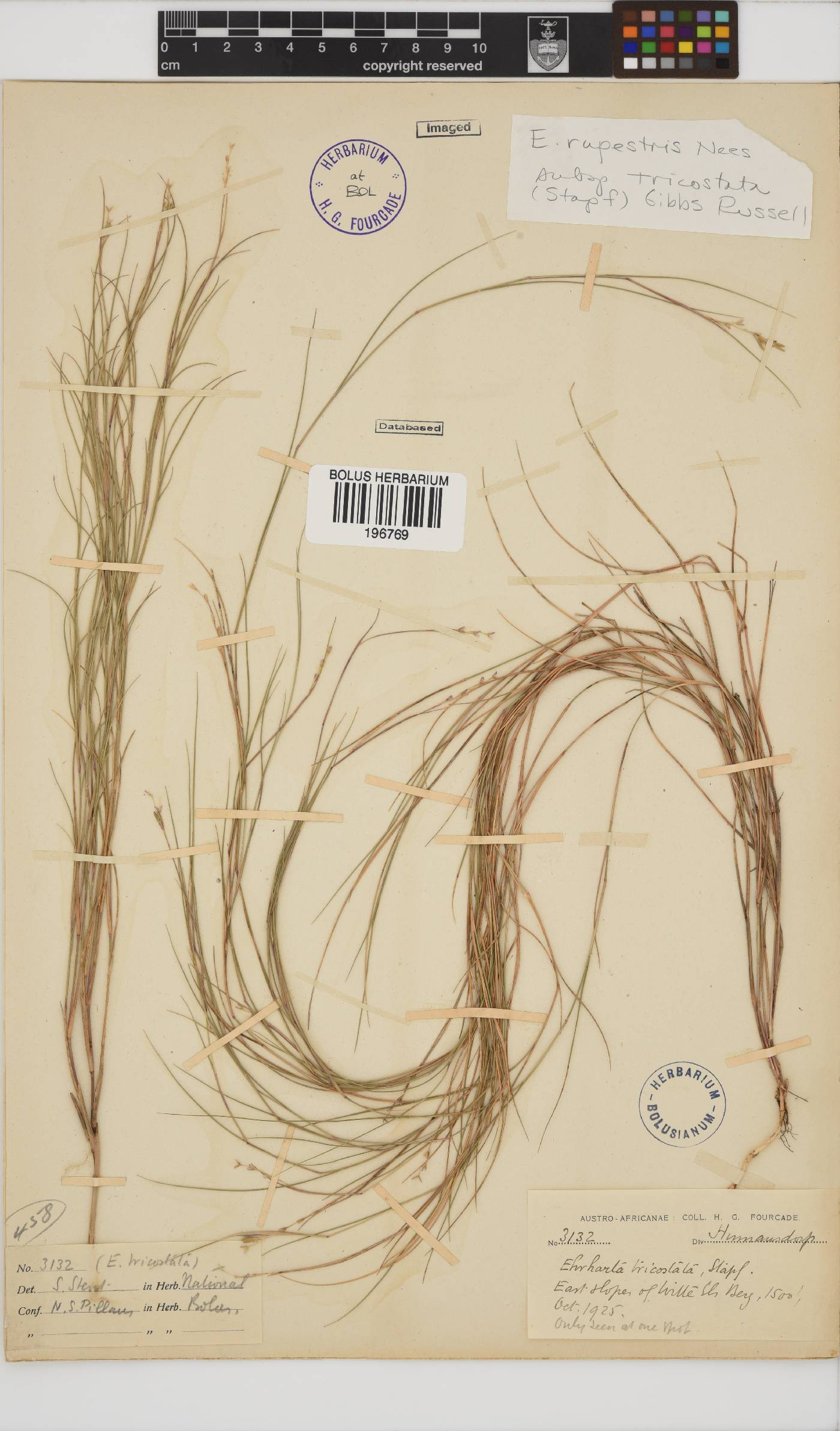 Ehrharta image