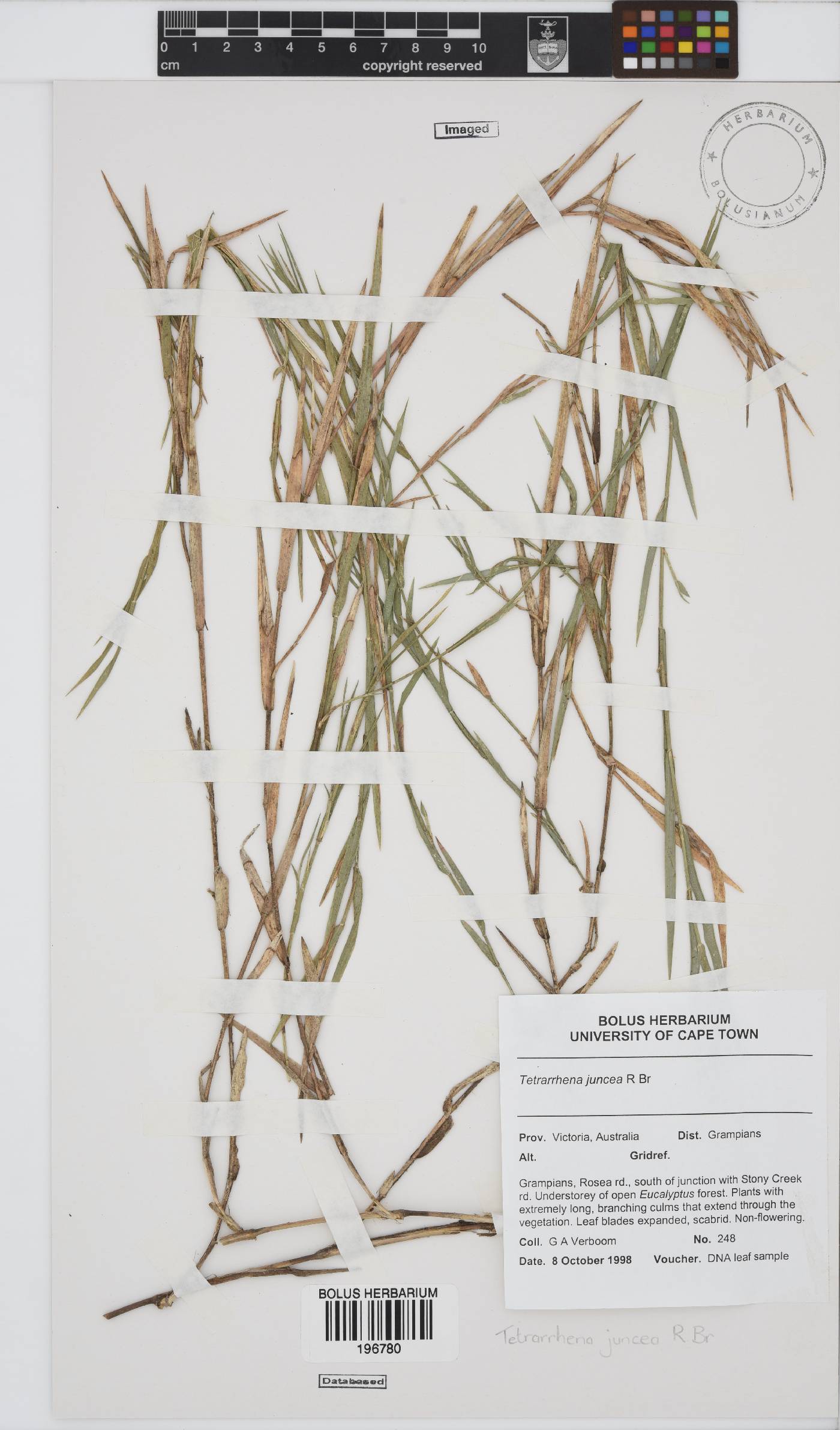 Tetrarrhena juncea image