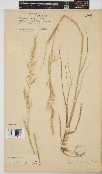 Stipa dregeana var. dregeana image